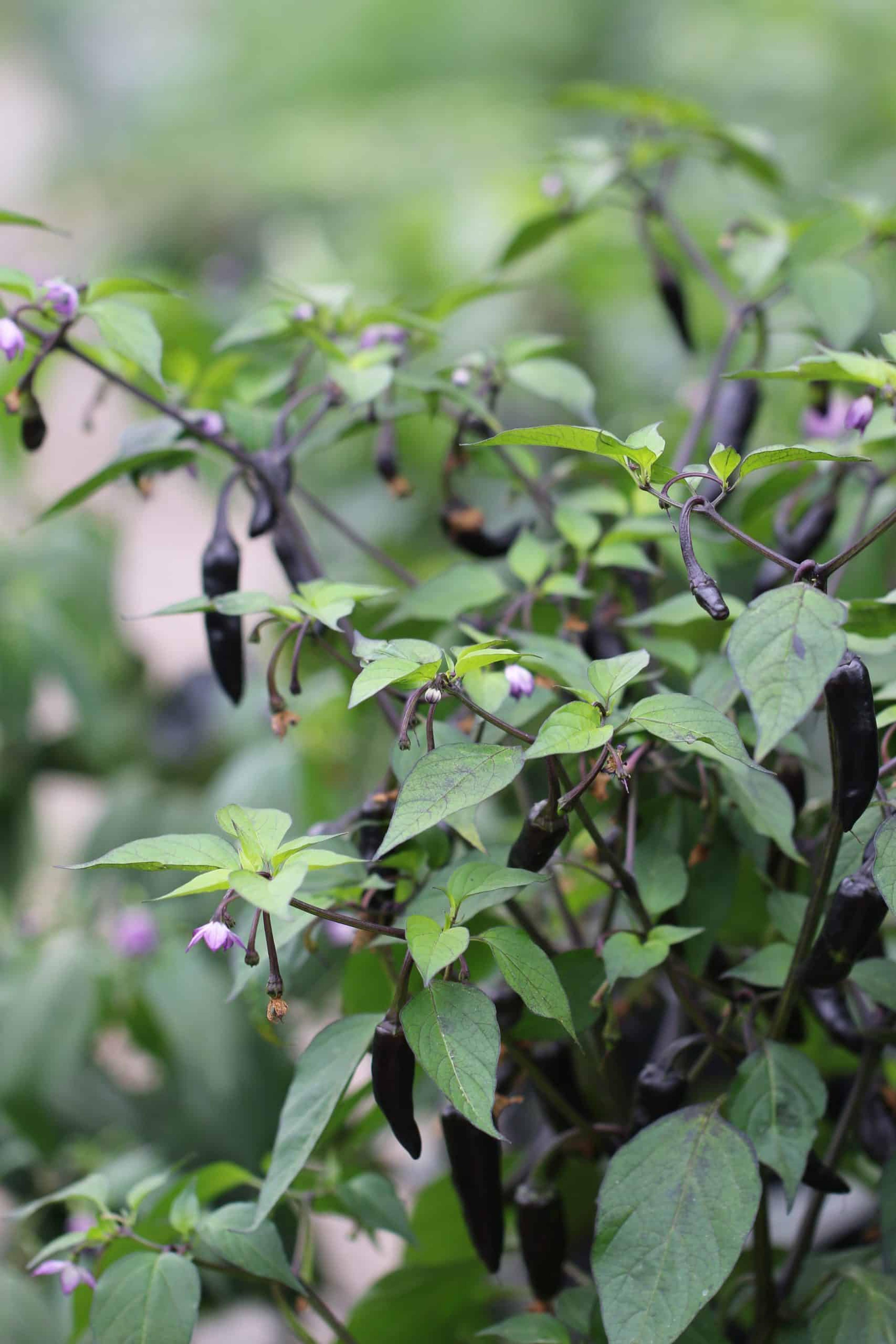 Variegata/ PurpleTiger miniatyrbild 2