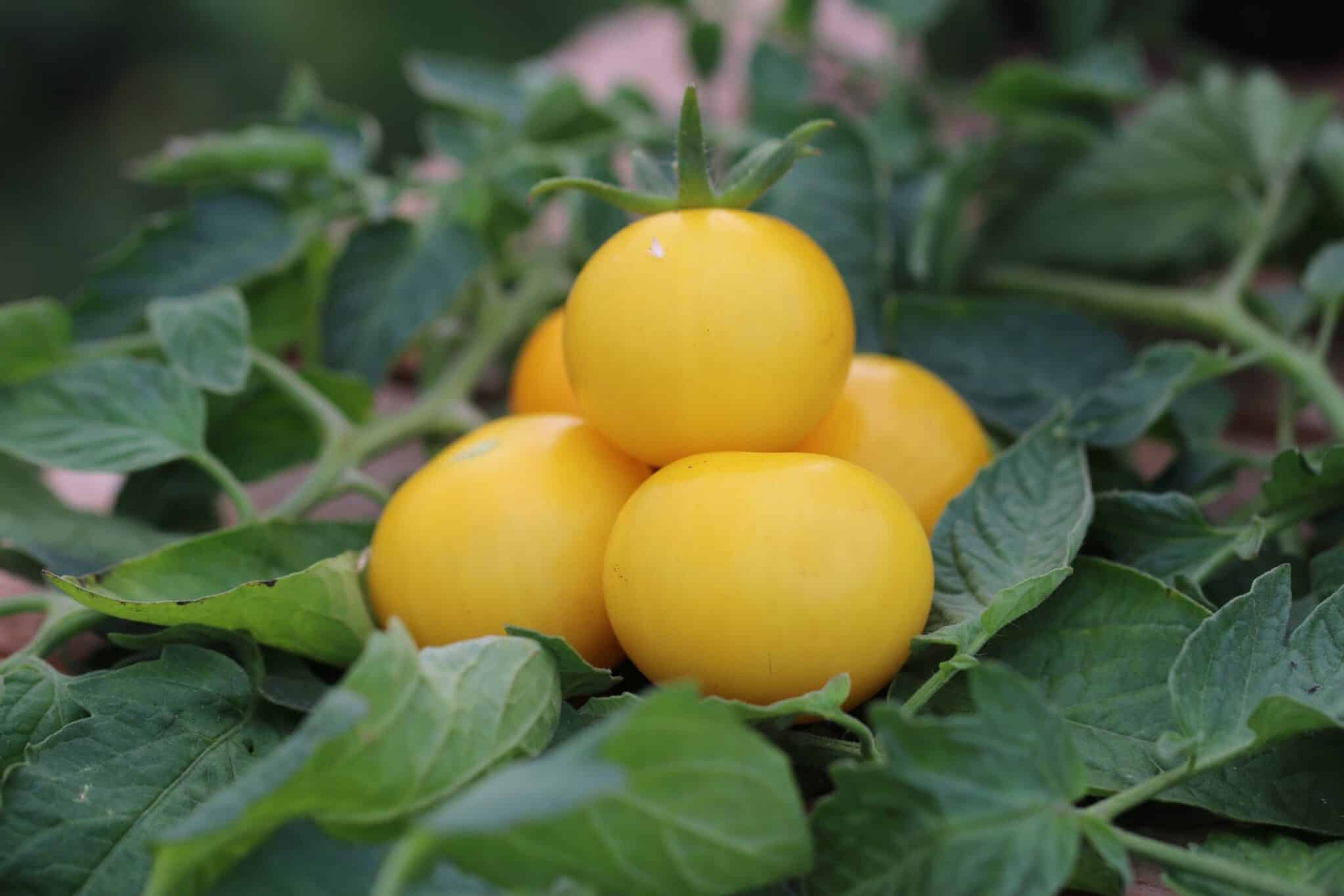 Gula Goldene Königin-tomater från 1886