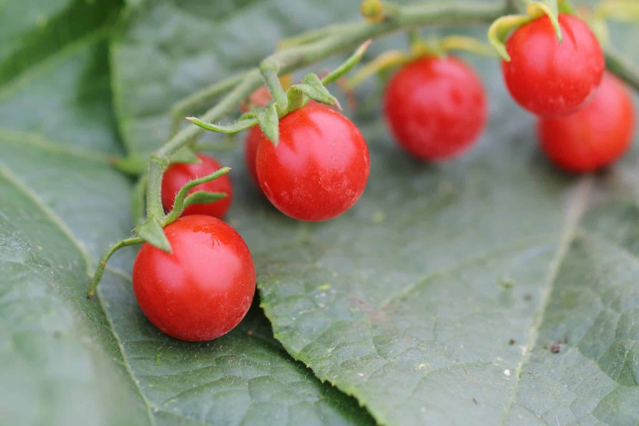 Köp Koralik - Tomatfrön online hos Svenska Frön Koralik - Svenskodlade tomatfrön från Svenska Frön