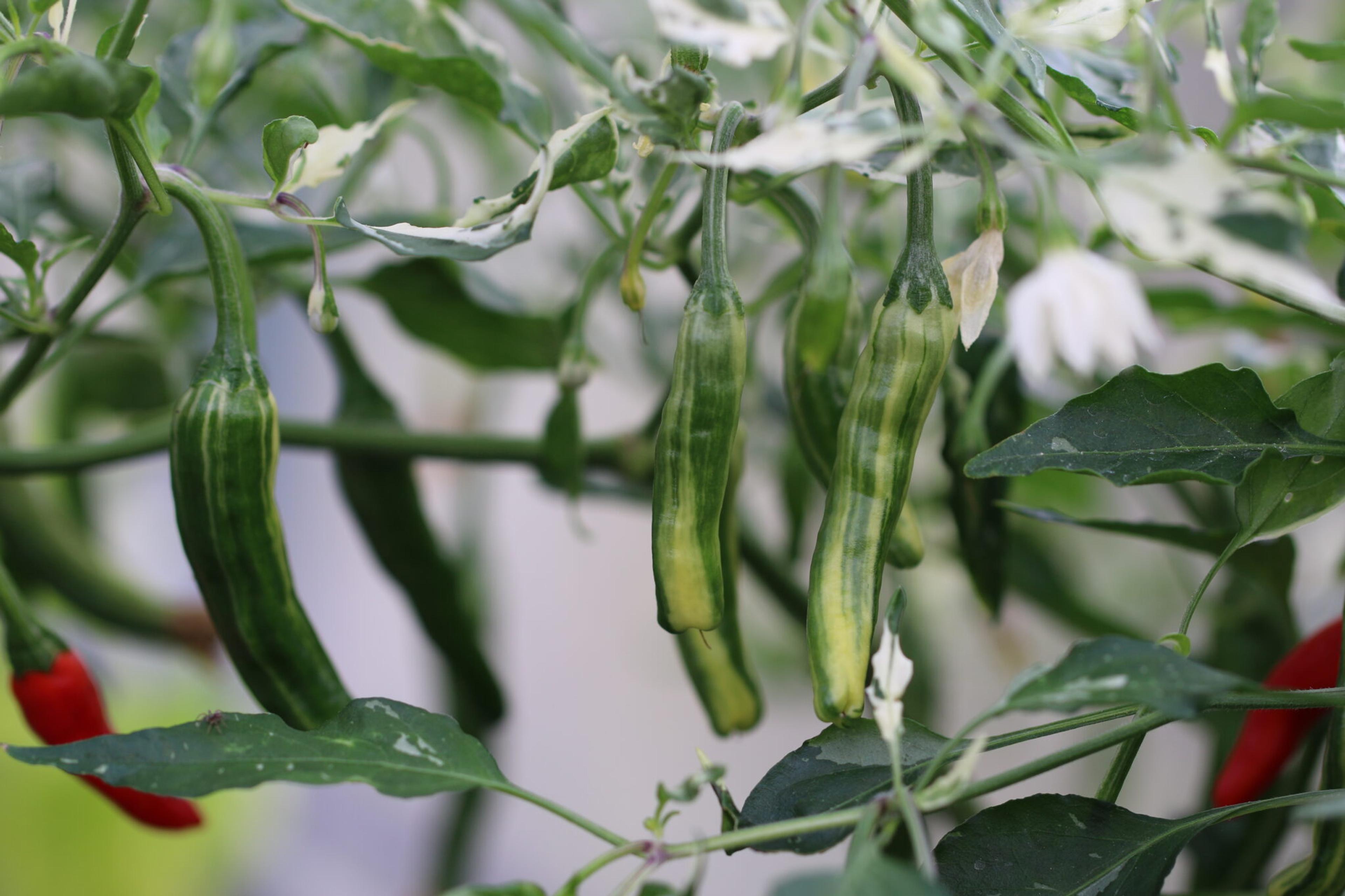 Tiger Thunder miniatyrbild 3