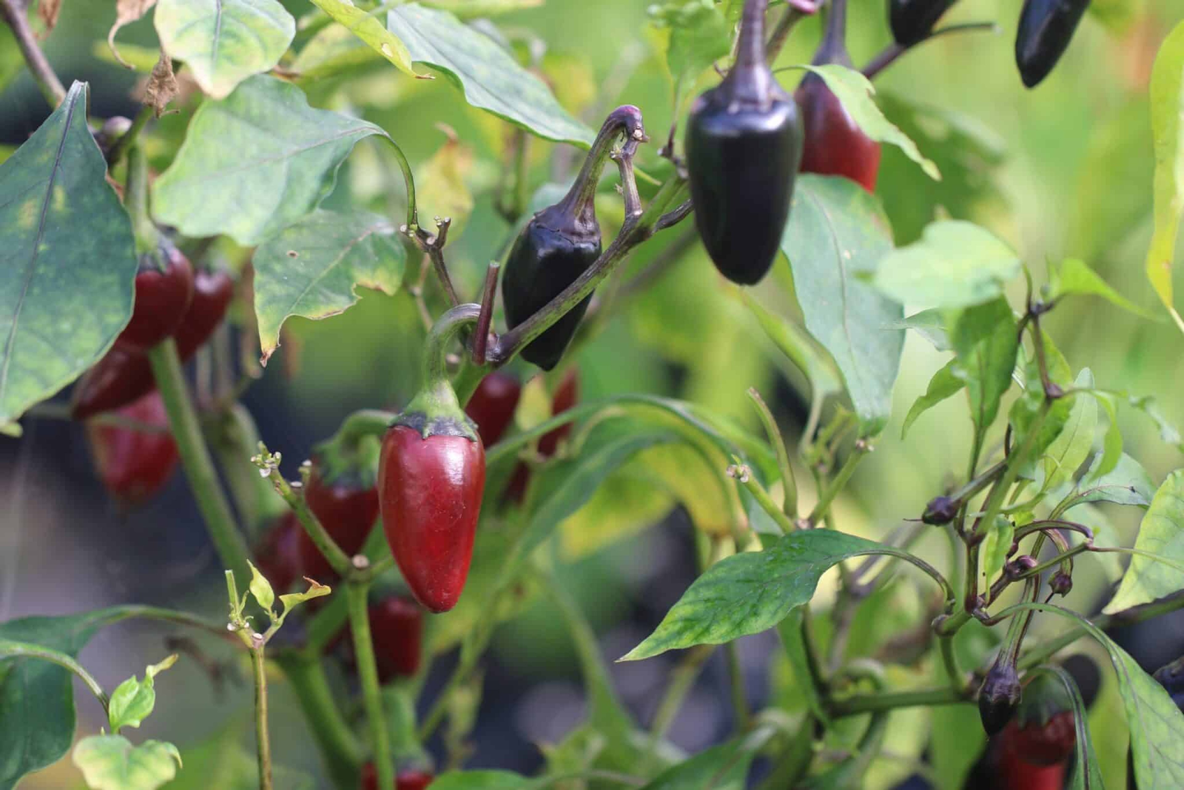 Jalapeno Purple - Svenskodlade chilifrön från Svenska Frön