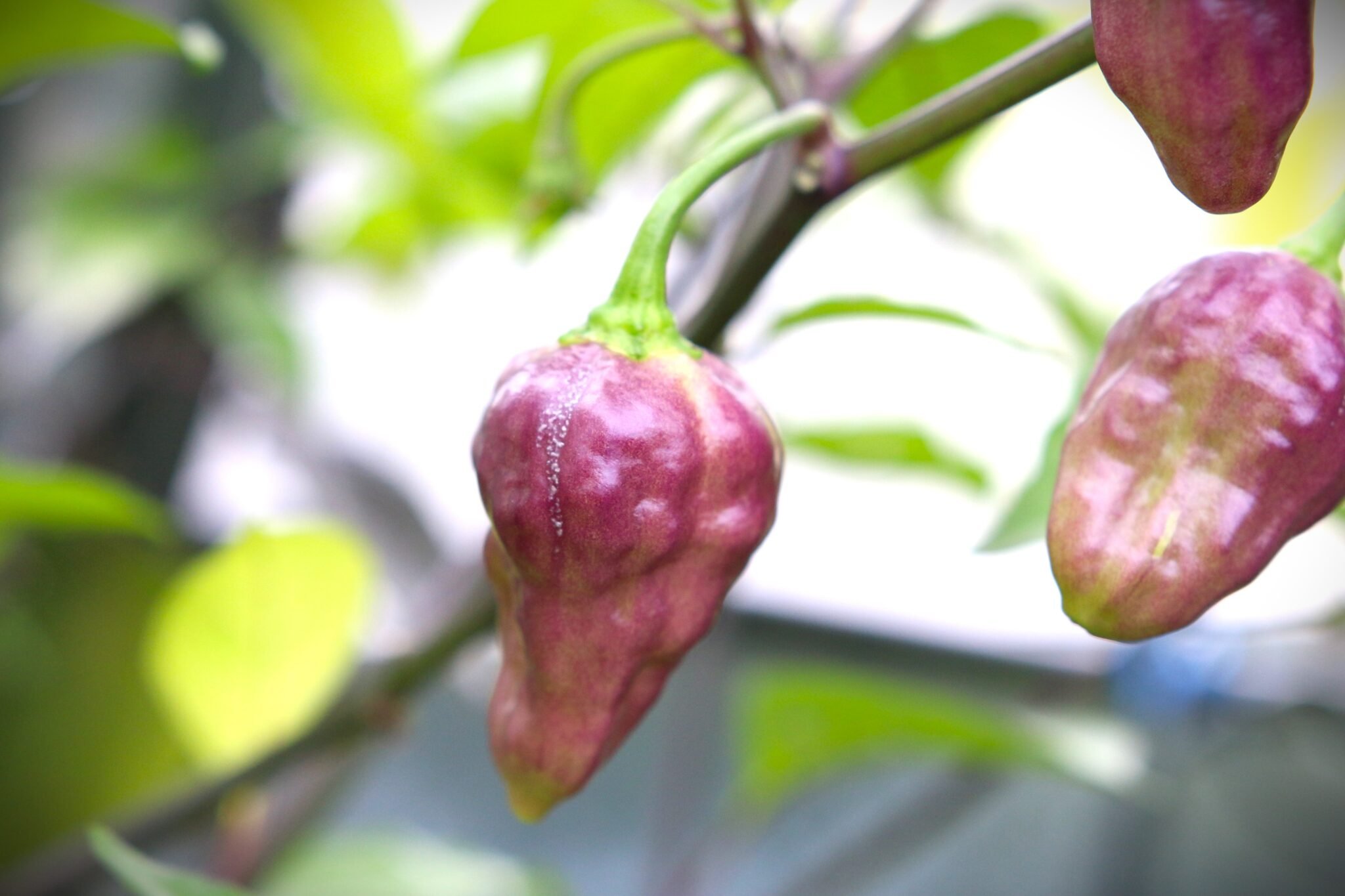 Köp Fairytale Cachucha - Chilifrön online hos Svenska Frön Fairytale Cachucha - Svenskodlade chilifrön från Svenska Frön