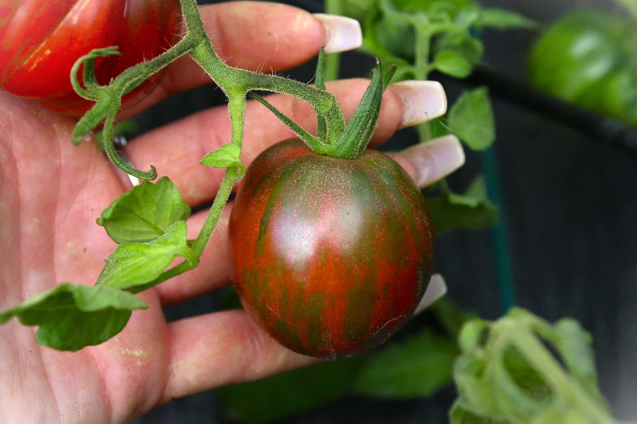 Köp Pink Boar - Tomatfrön online hos Chilifrön.se Rosa Pink Boar-tomater med silvergrön randning