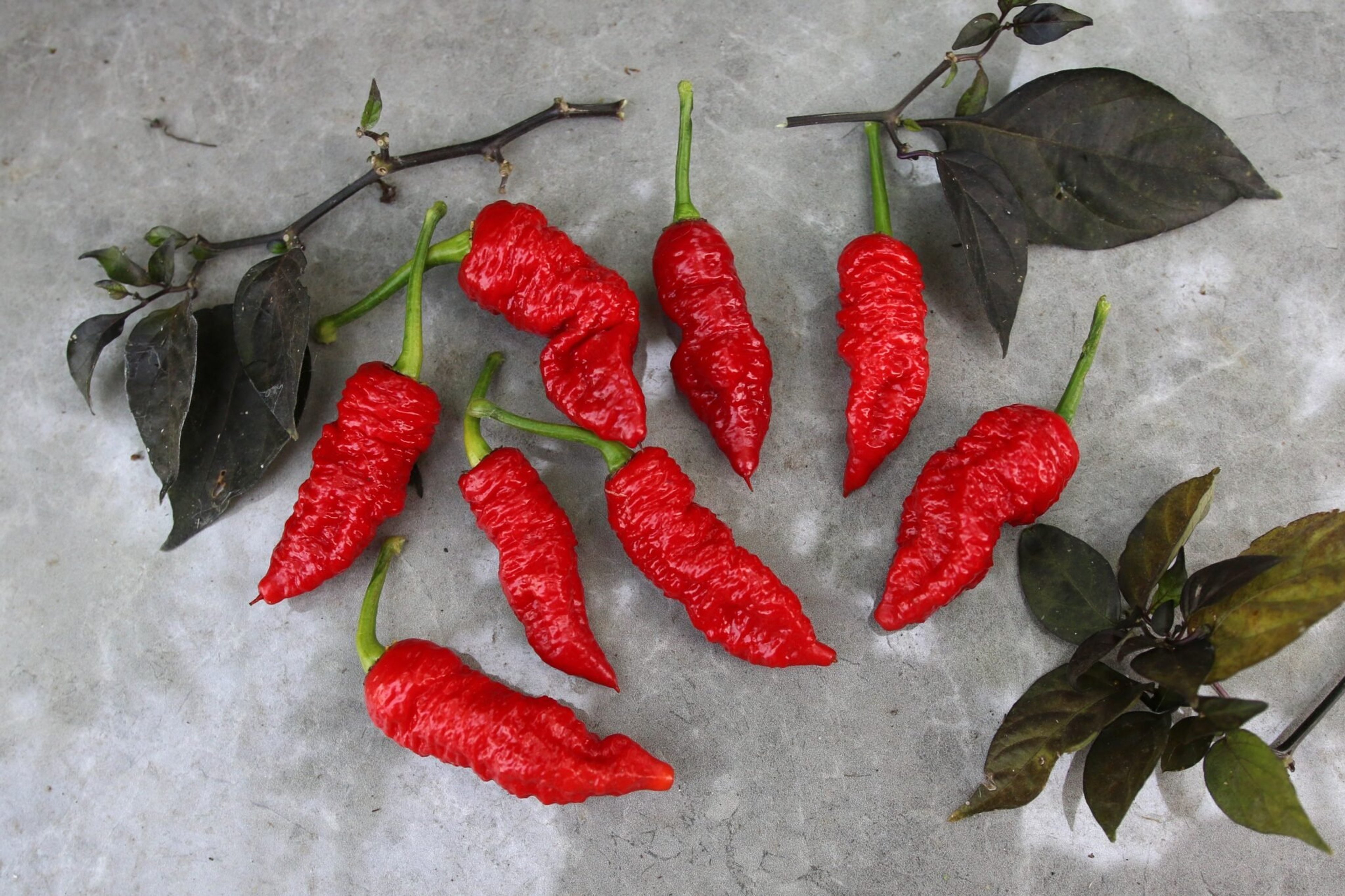 Death Spiral - Svenskodlade chilifrön från Svenska Frön