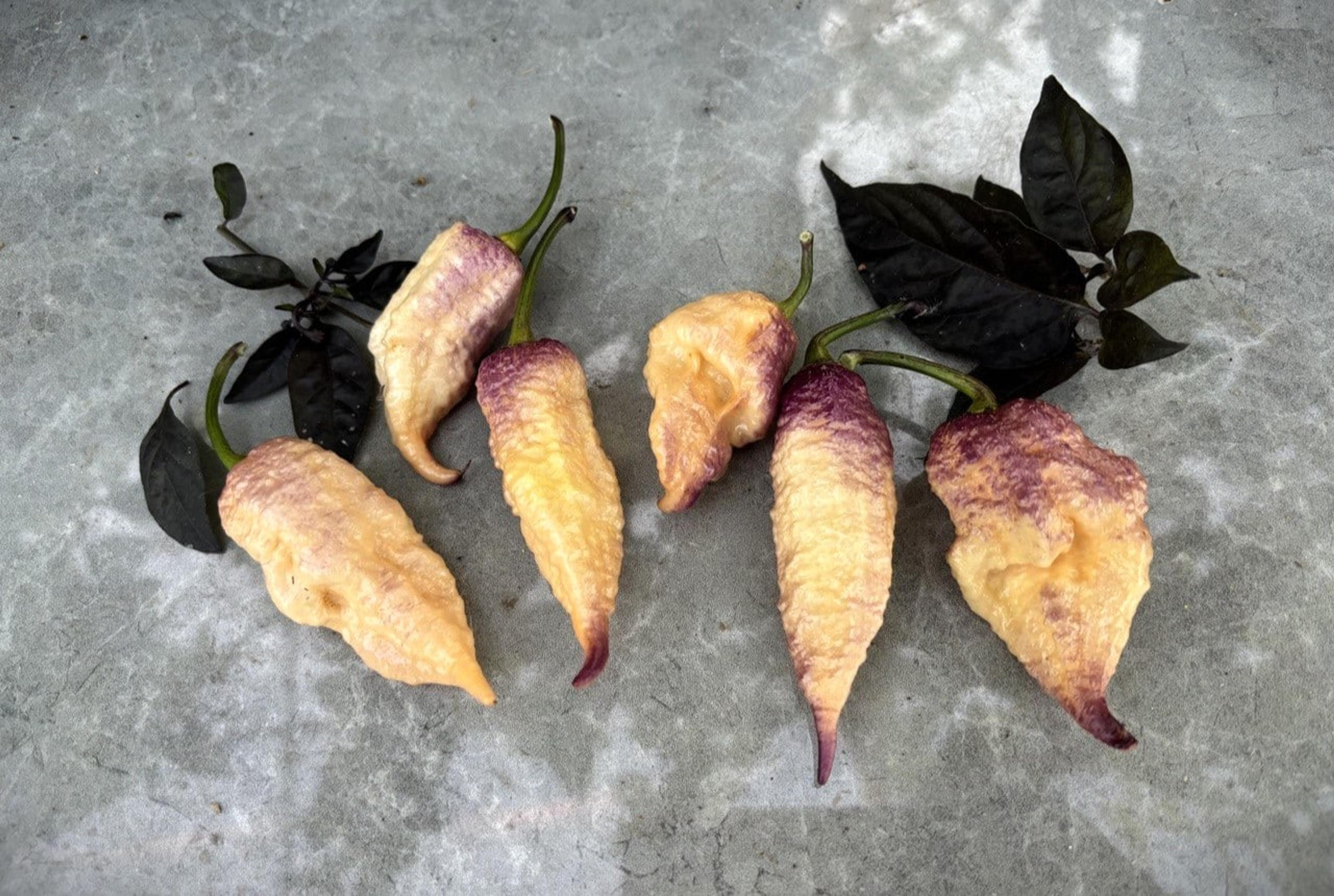 Faddas Boar Claws Purple miniatyrbild 3