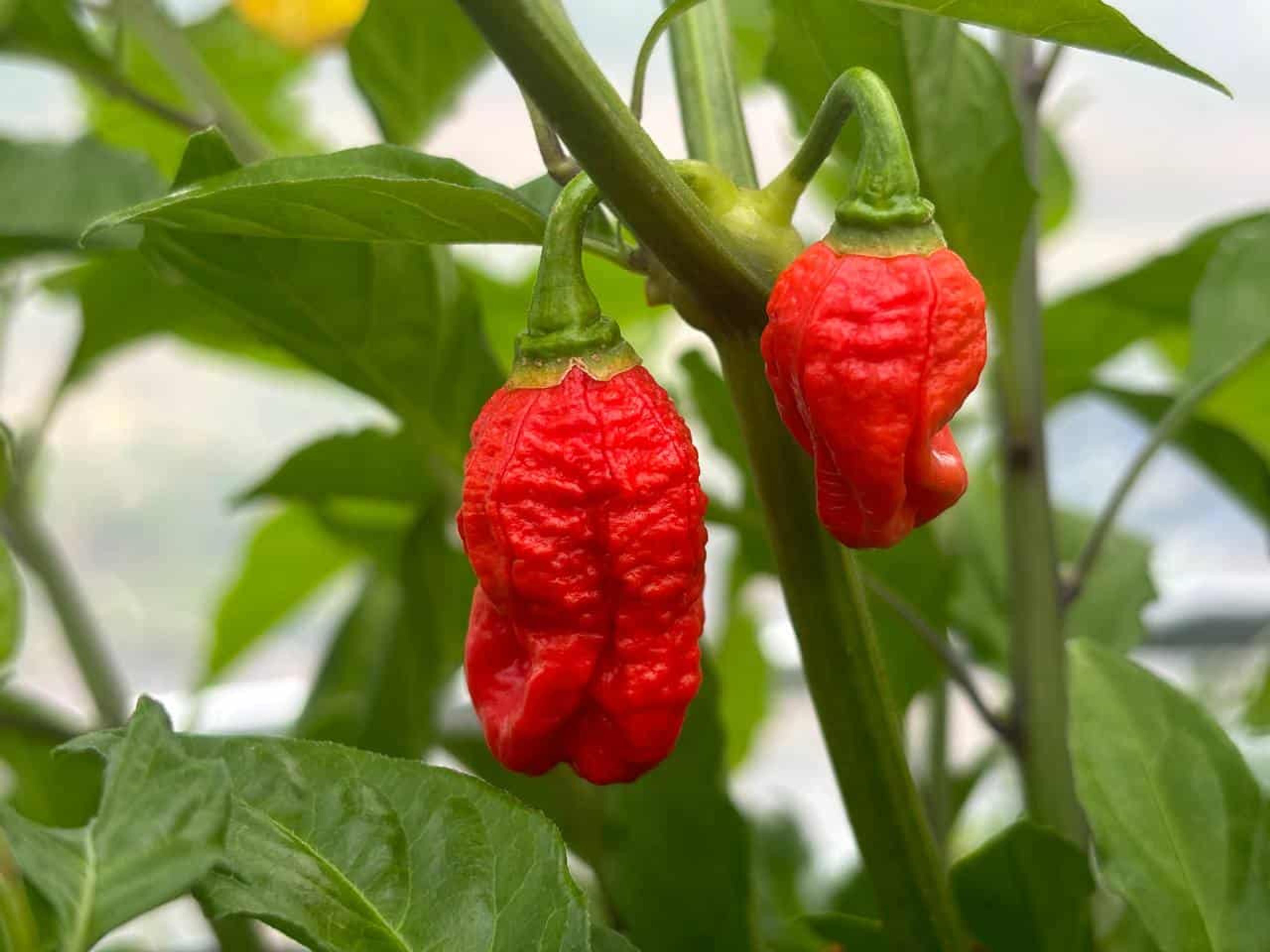 Primo x Boc miniatyrbild 2