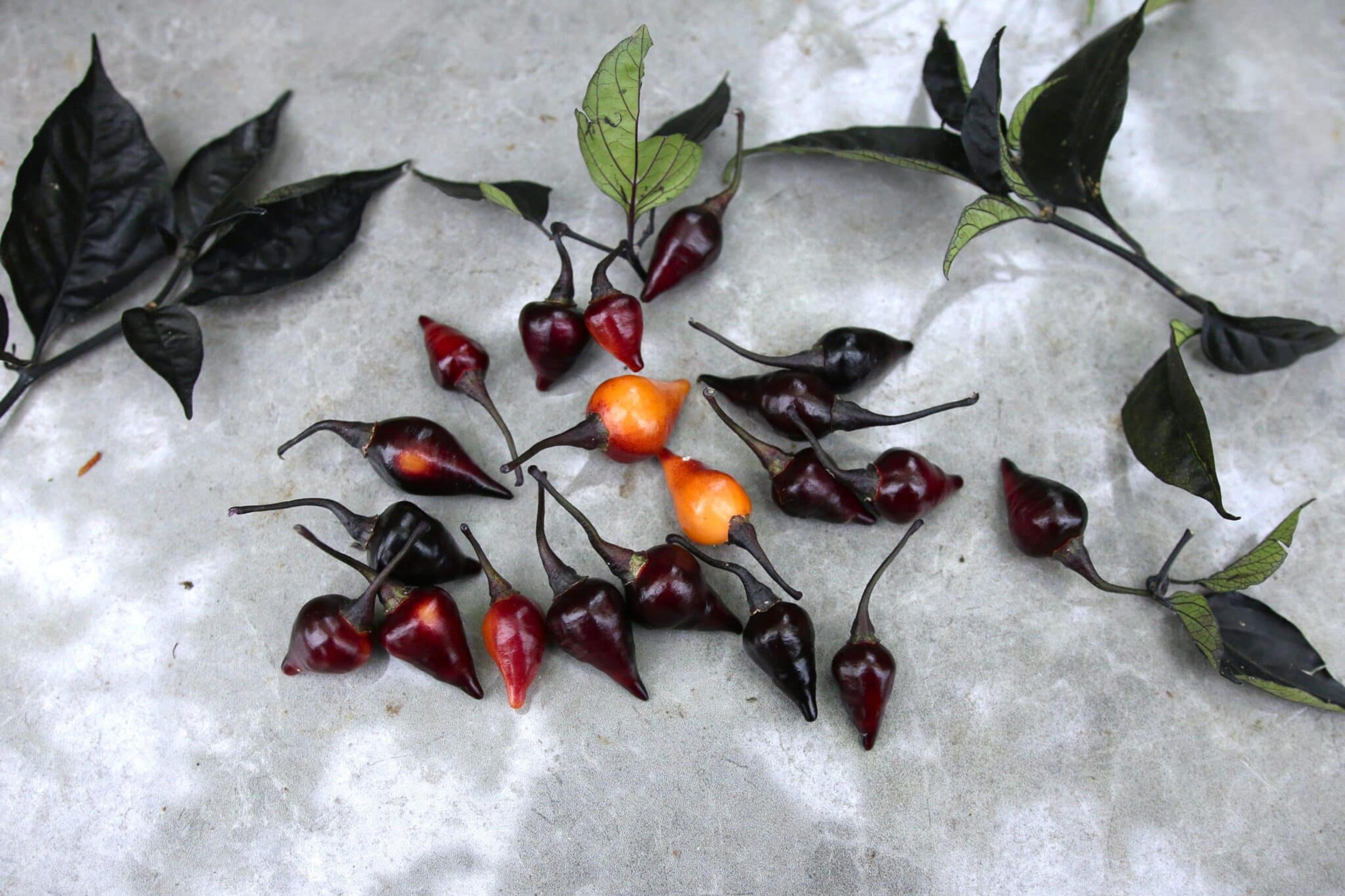 Biquinho Black miniatyrbild 2