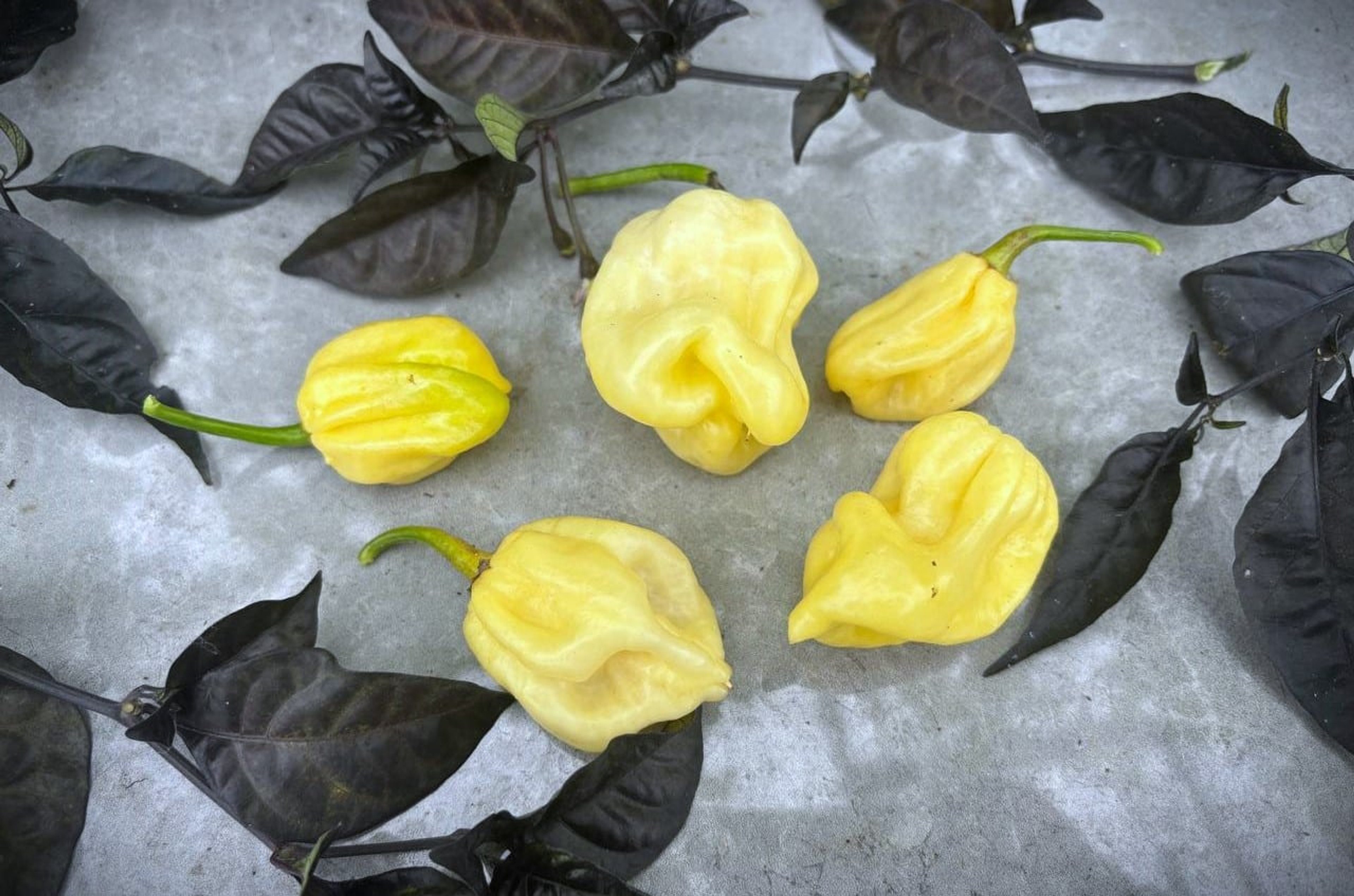 7 Pot White - Svenskodlade chilifrön från Svenska Frön