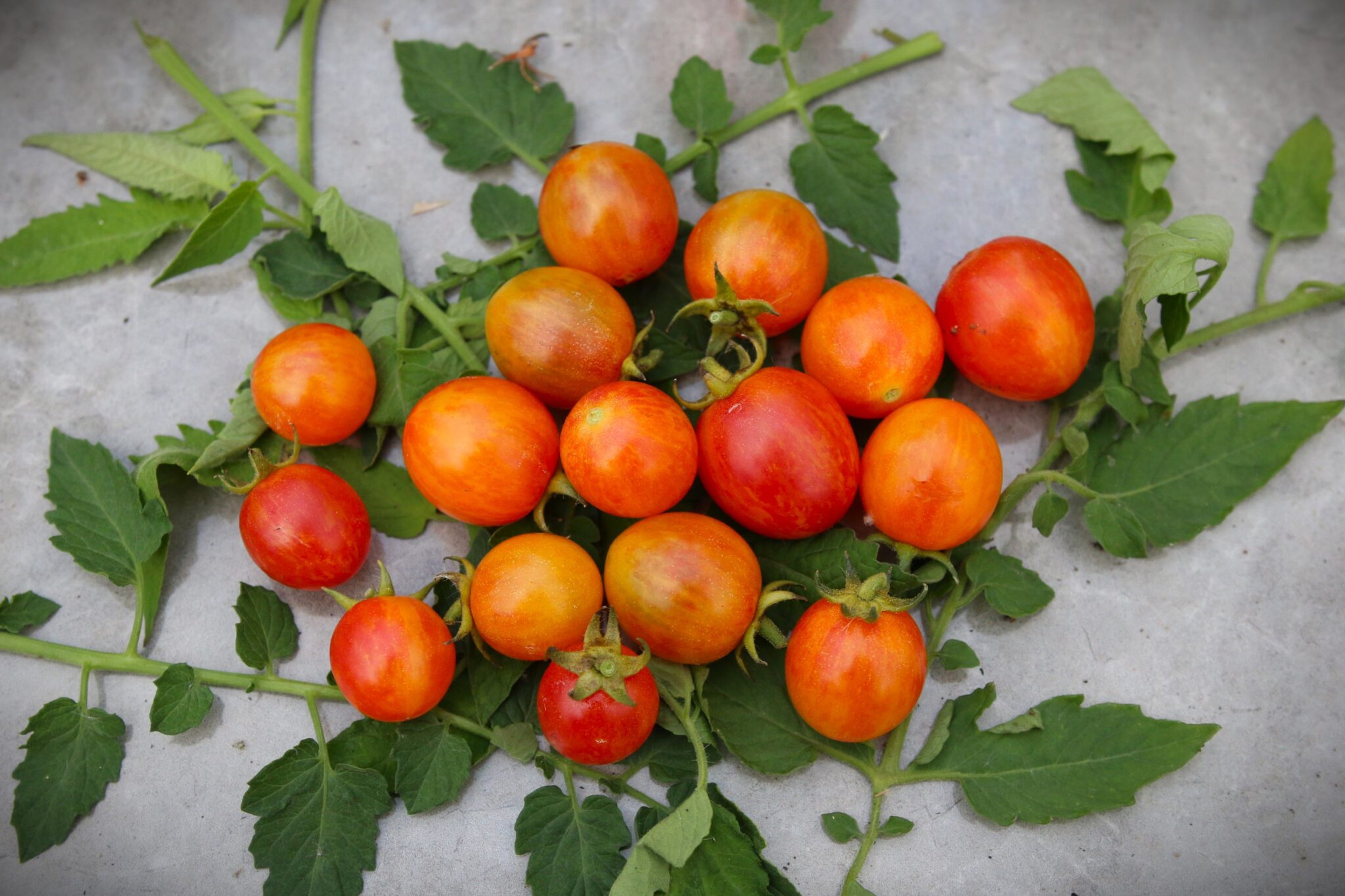 Sunrise Bumble Bee - Svenskodlade tomatfrön från Svenska Frön