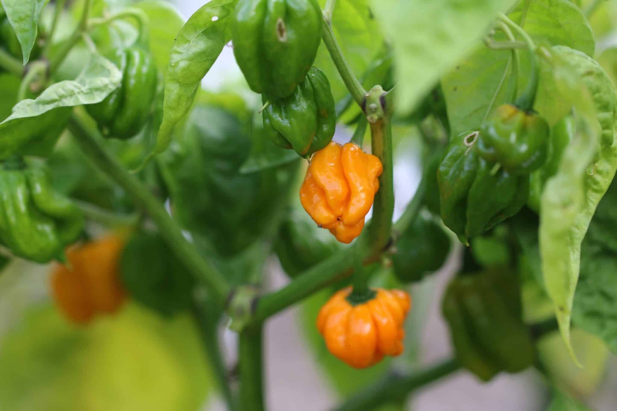Köp MOA Scotch Bonnet Orange - Chilifrön online hos Svenska Frön MOA Scotch Bonnet Orange - Svenskodlade chilifrön från Svenska Frön