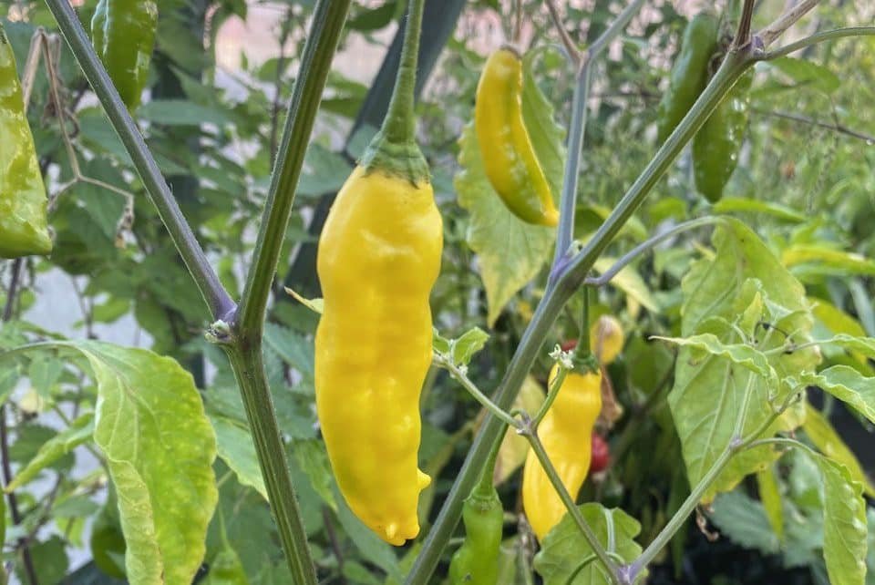 Köp Aji Lemon Horn - Chilifrön online hos Svenska Frön Aji Lemon Horn - Svenskodlade chilifrön från Svenska Frön