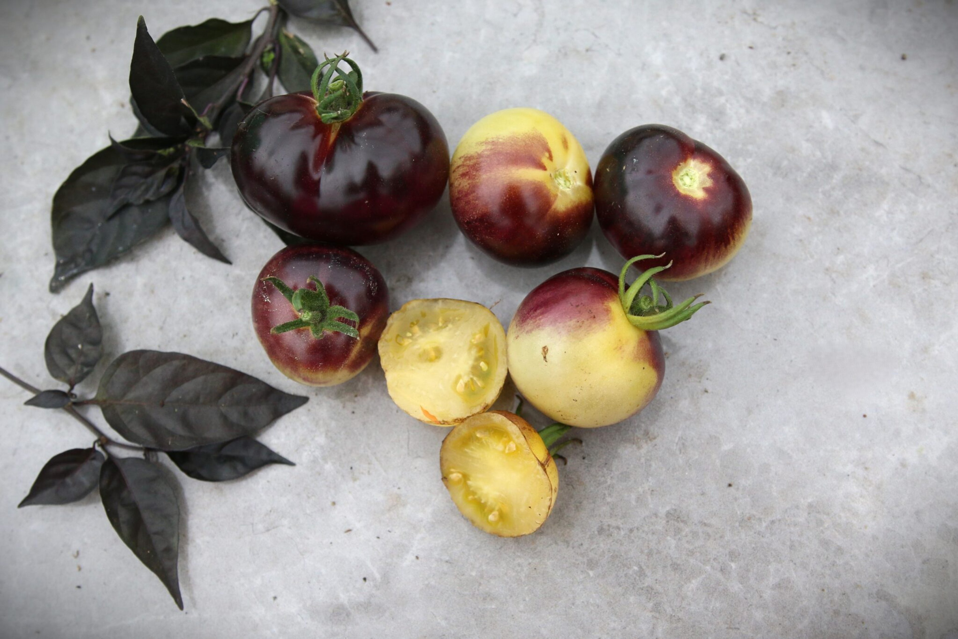 Glossy Rose Blue - Svenskodlade tomatfrön från Svenska Frön