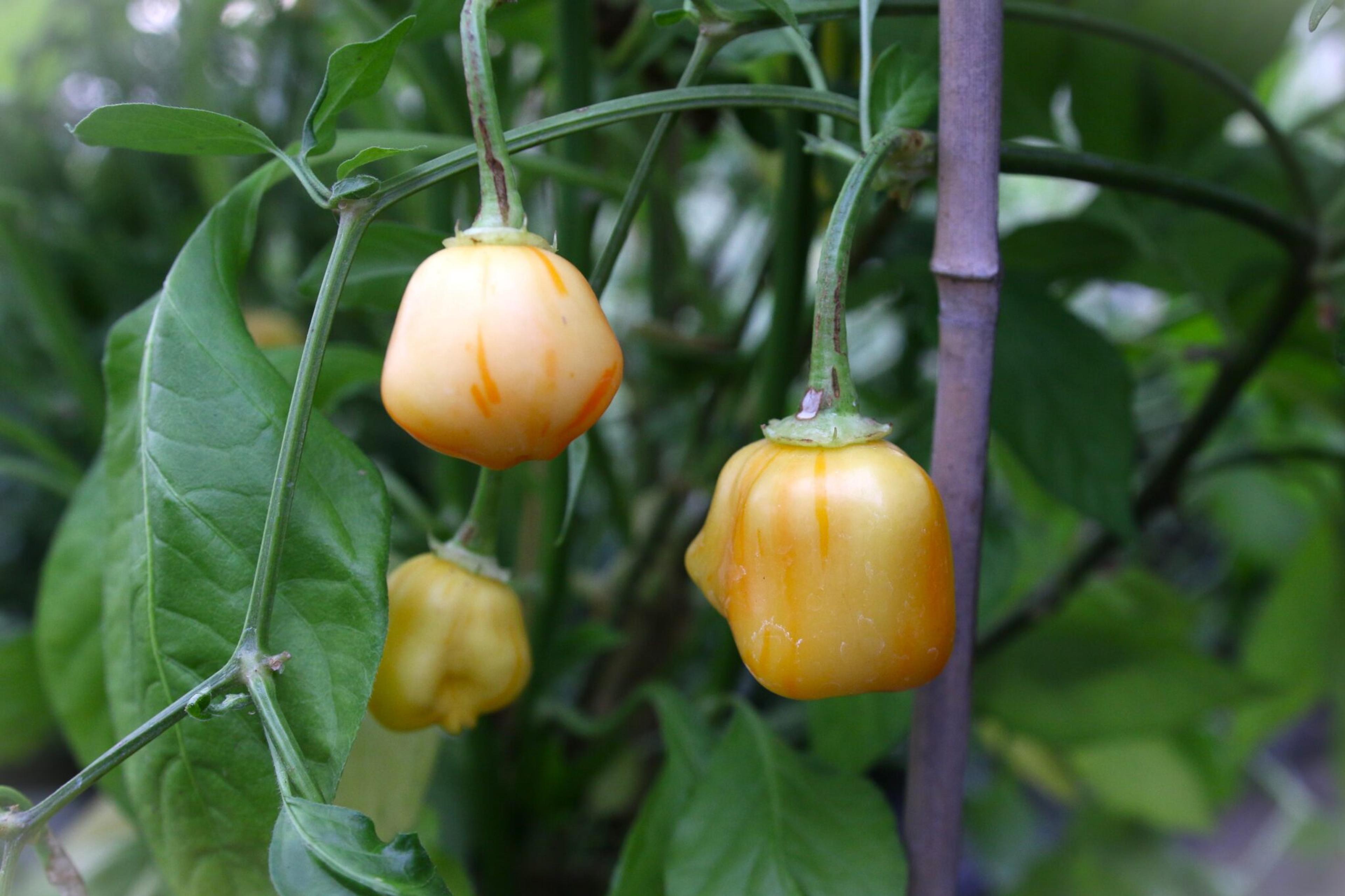 Aji Fantasy Stripey miniatyrbild 2