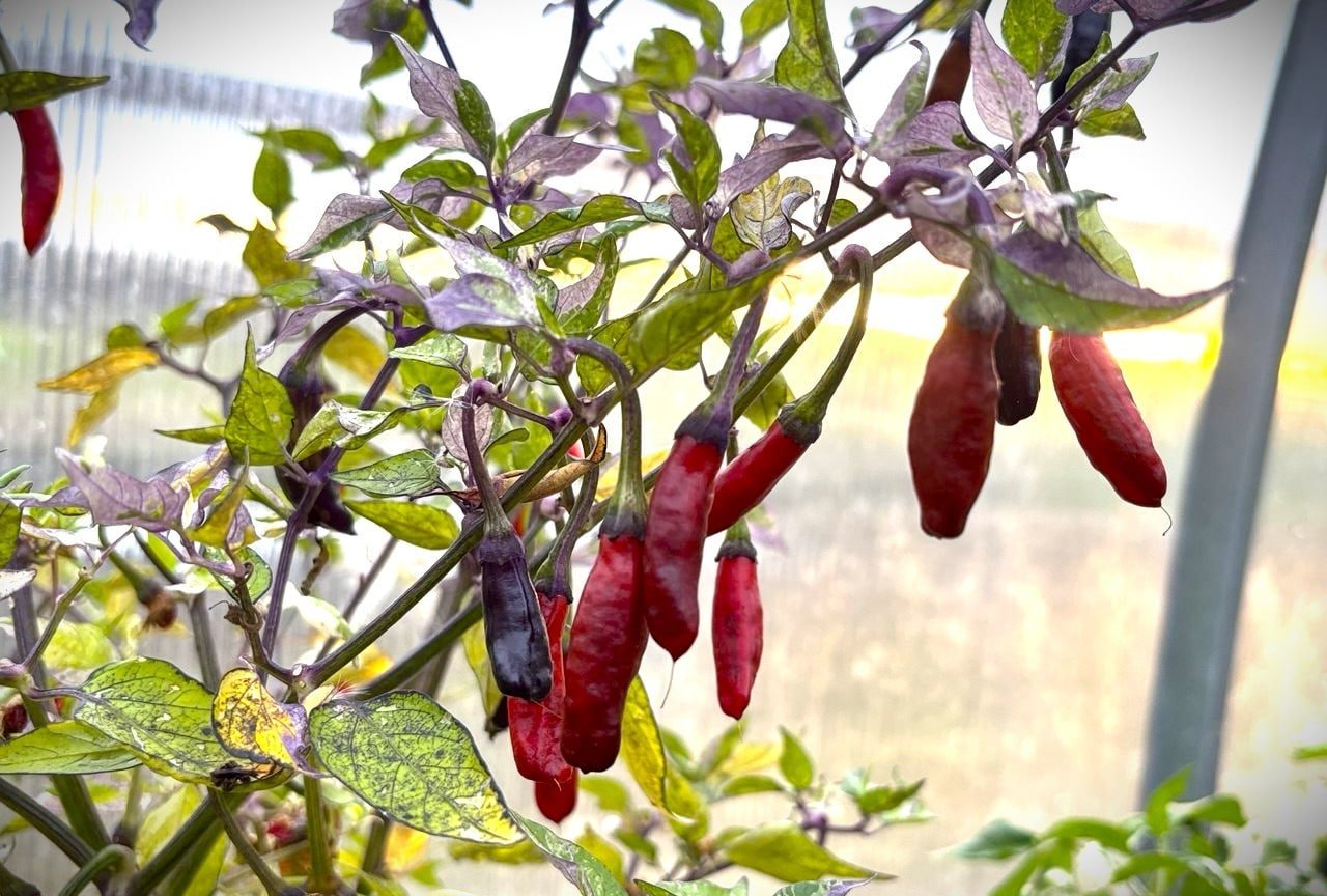 Köp Kashmiri x Fluorescent - Chilifrön online hos Svenska Frön Kashmiri x Fluorescent - Svenskodlade chilifrön frÄn Svenska Frön