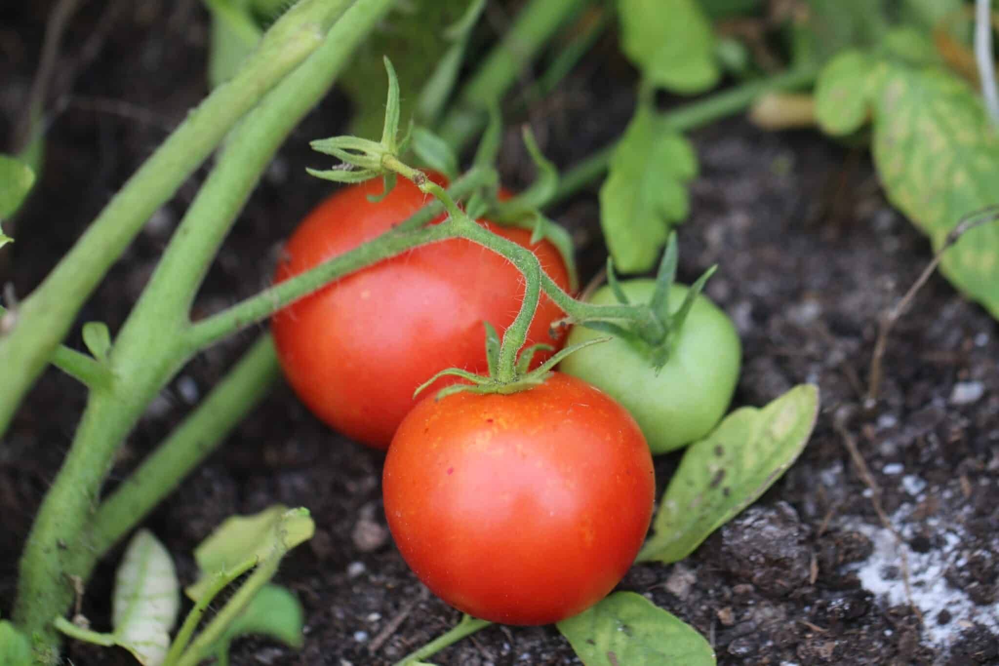 Köp Rumba Ożarowska - Tomatfrön online hos Svenska Frön Rumba Ożarowska - Svenskodlade tomatfrön från Svenska Frön