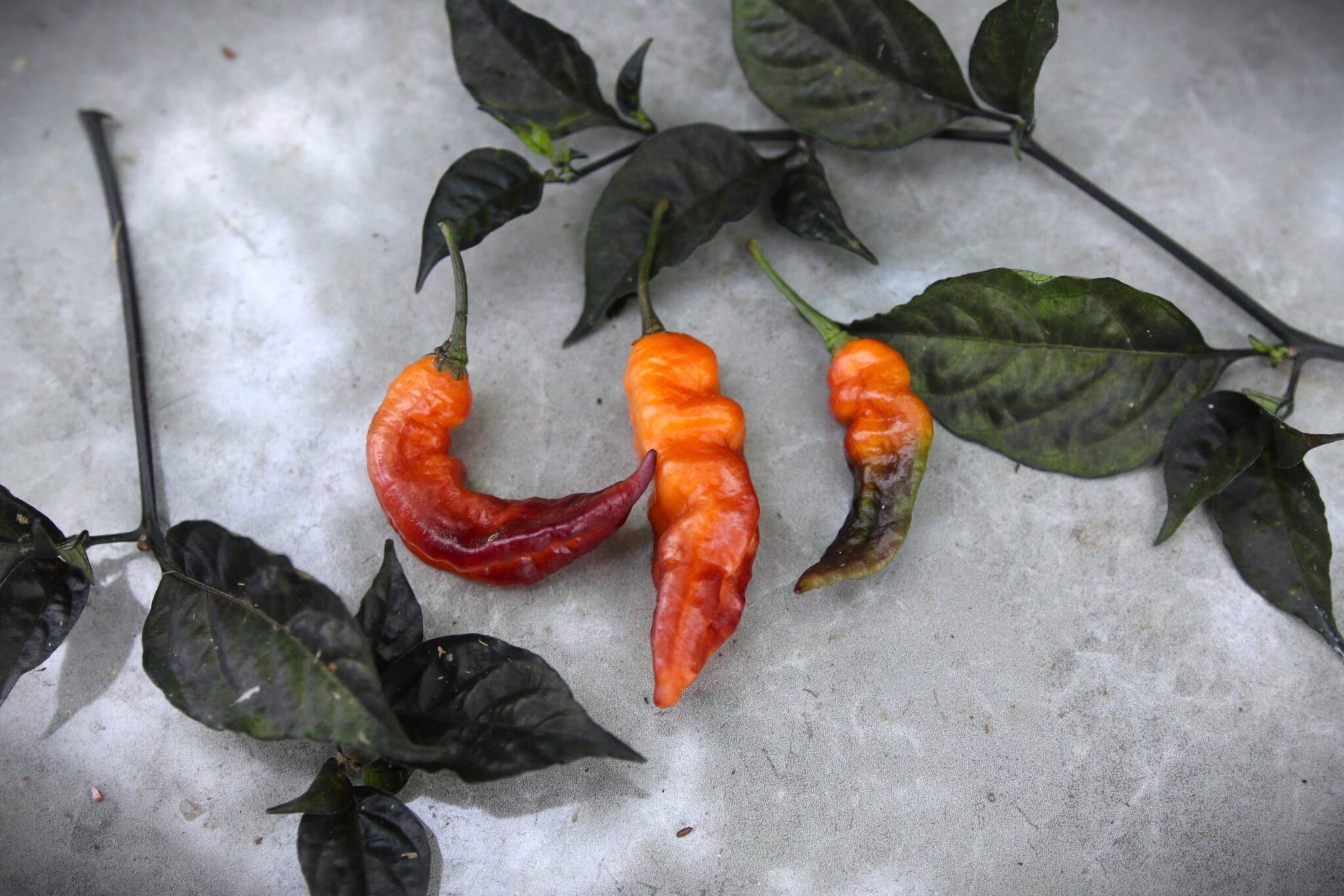 Köp Bingo - Chilifrön online hos Svenska Frön Bingo - Svenskodlade chilifrön från Svenska Frön