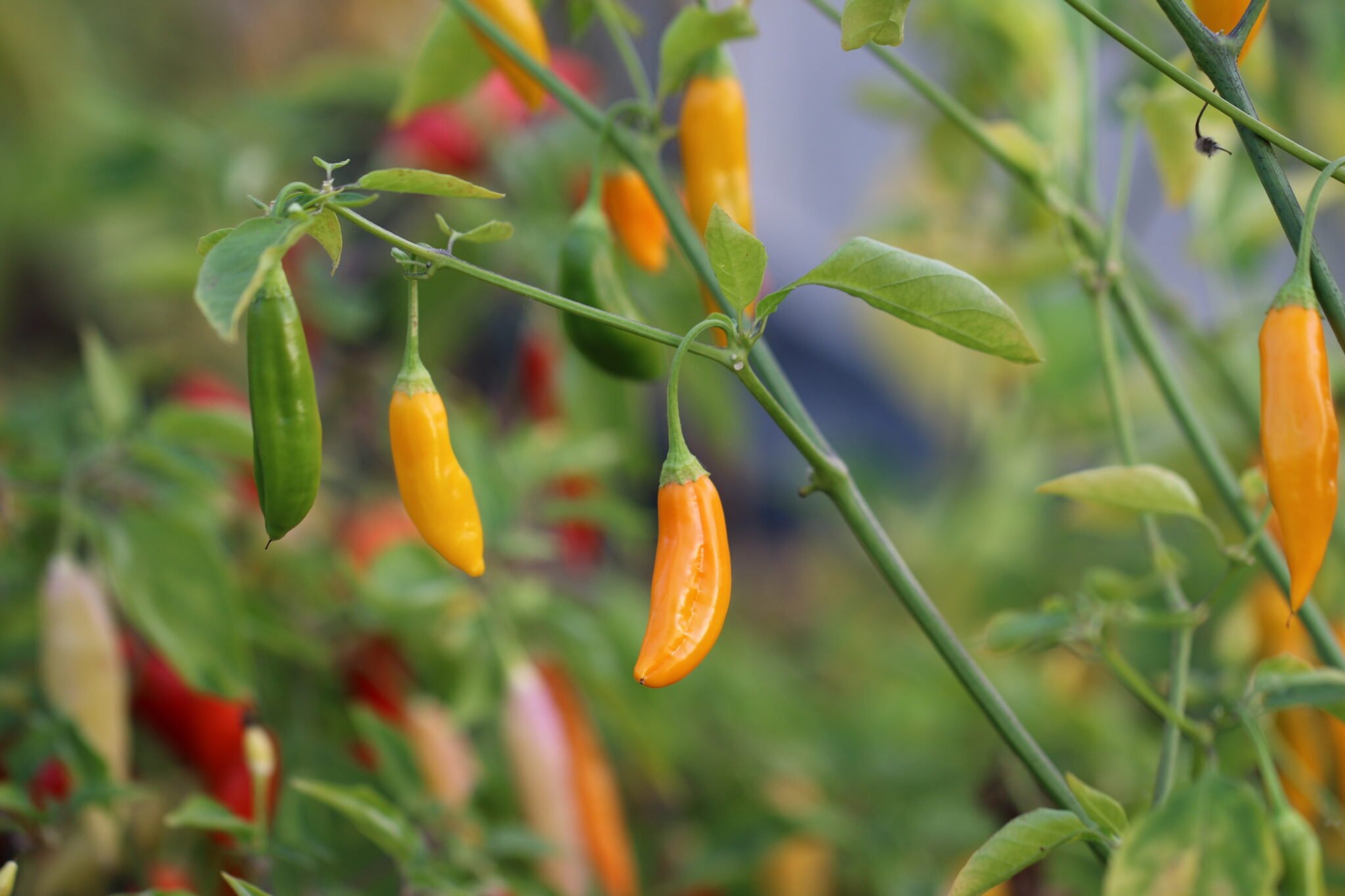 Aji Cito - Svenskodlade chilifrön från Svenska Frön