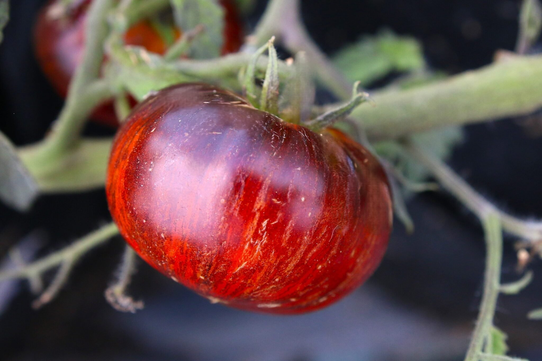 Köp Red Beauty - Tomatfrön online hos Chilifrön.se Svartröd Red Beauty-tomat med mörkt kött genomskuren