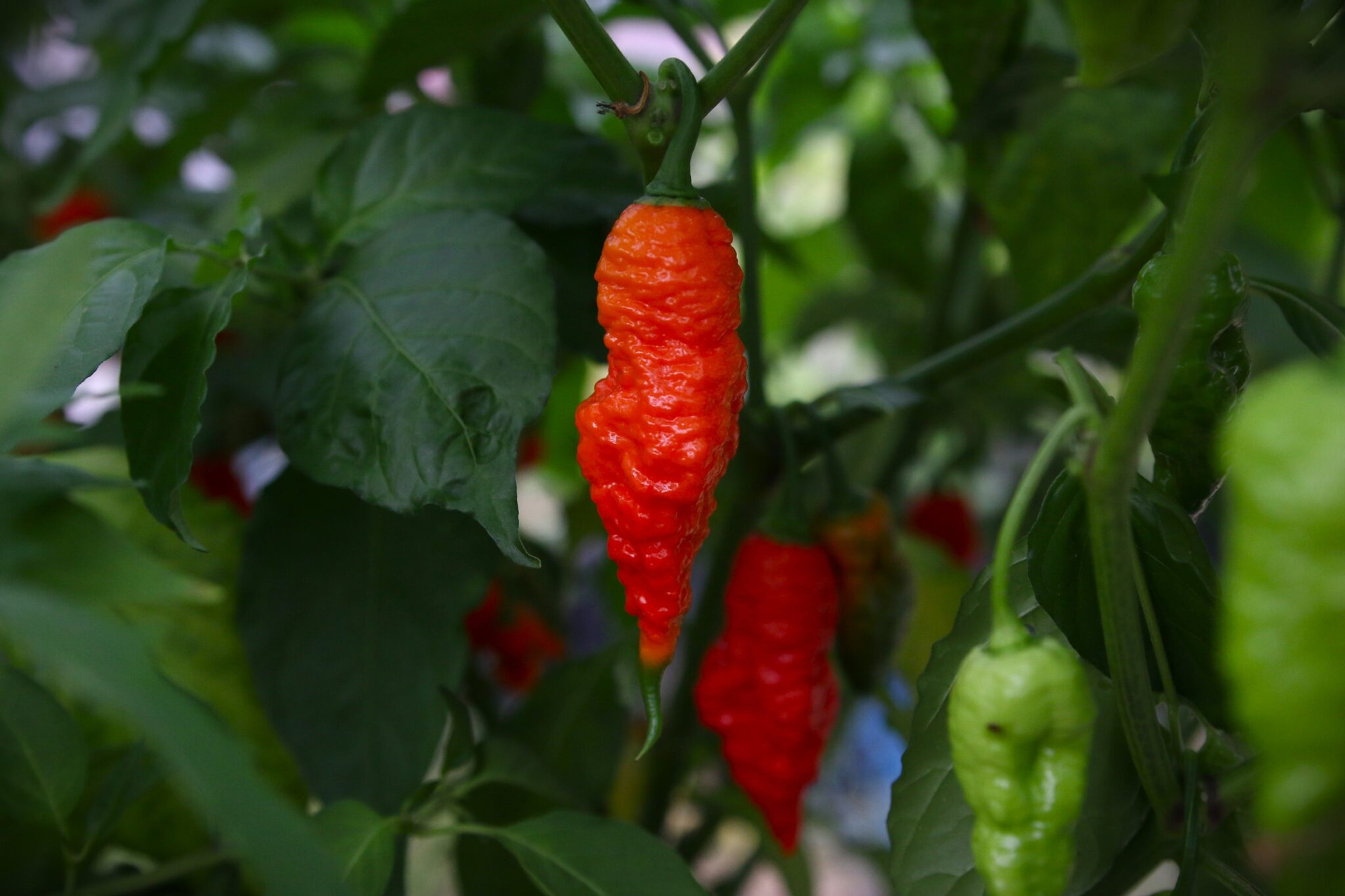 7 Pot Barrackpore - Svenskodlade chilifrön från Svenska Frön