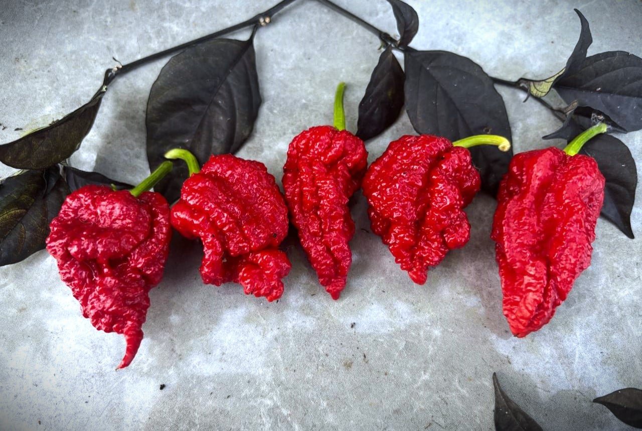 Köp The Beast Red - Chilifrön online hos Svenska Frön The Beast Red - Svenskodlade chilifrön från Svenska Frön