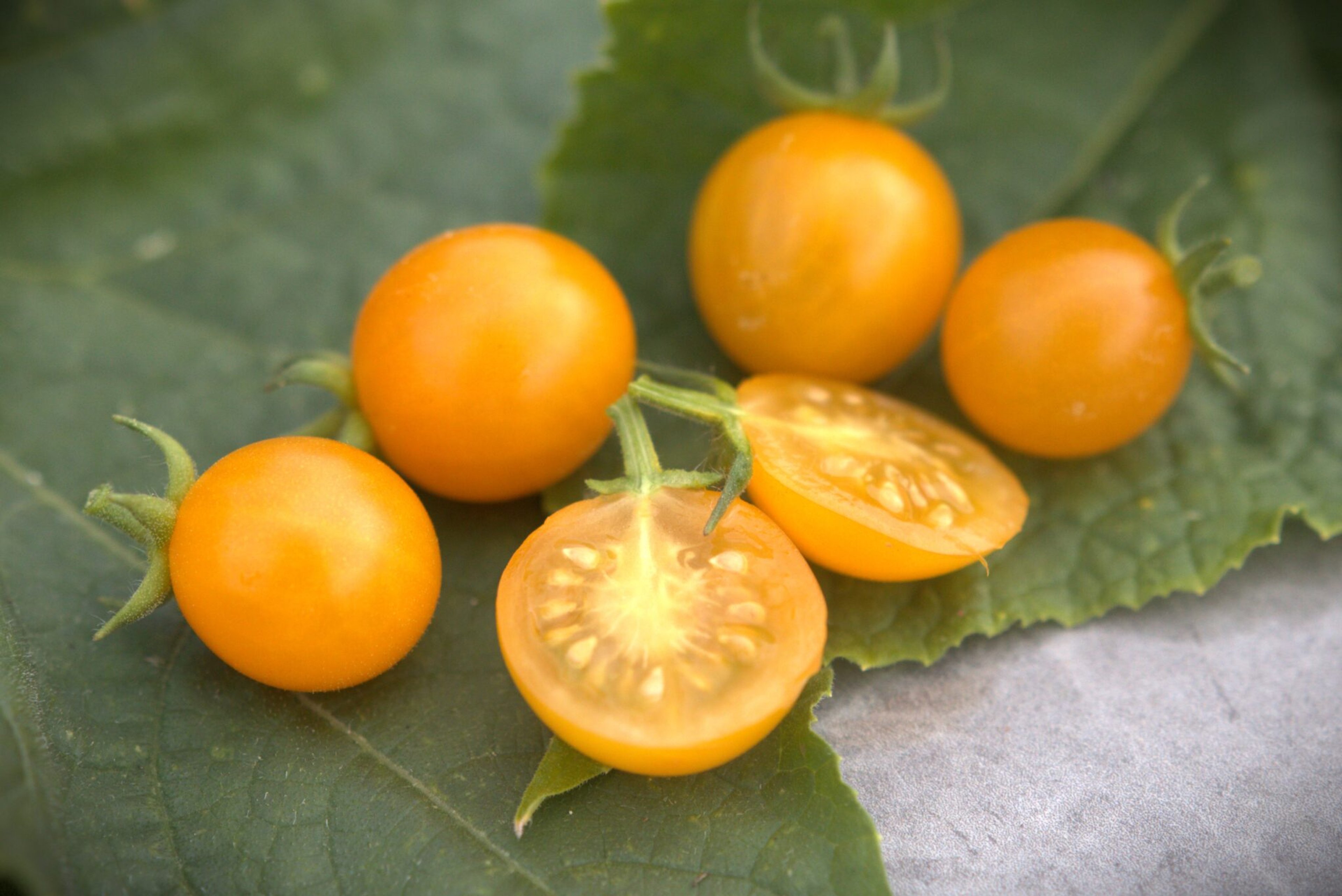 Honey Drop - Svenskodlade tomatfrön från Svenska Frön