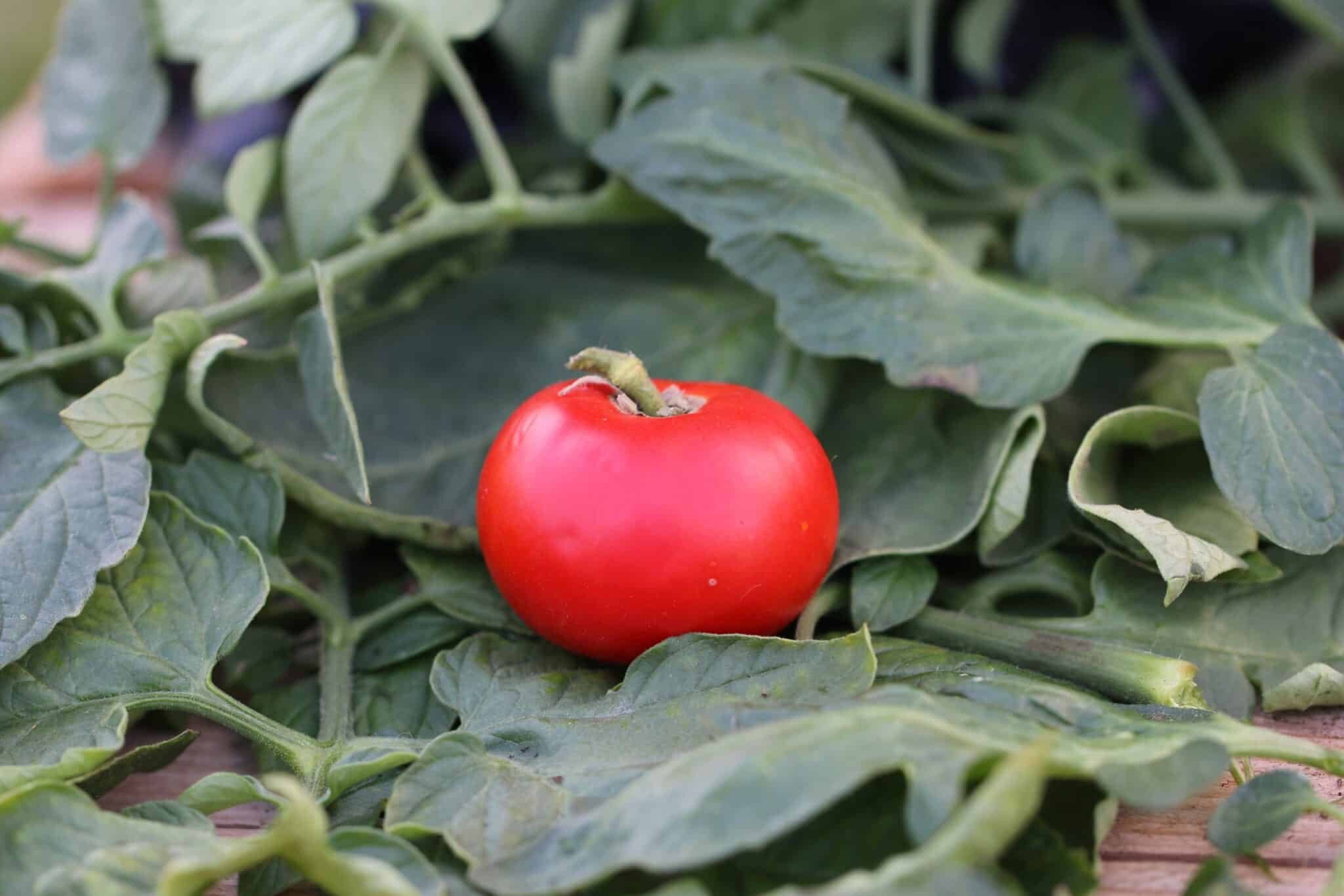 Köp Jawor - Tomatfrön online hos Svenska Frön Jawor - Svenskodlade tomatfrön från Svenska Frön