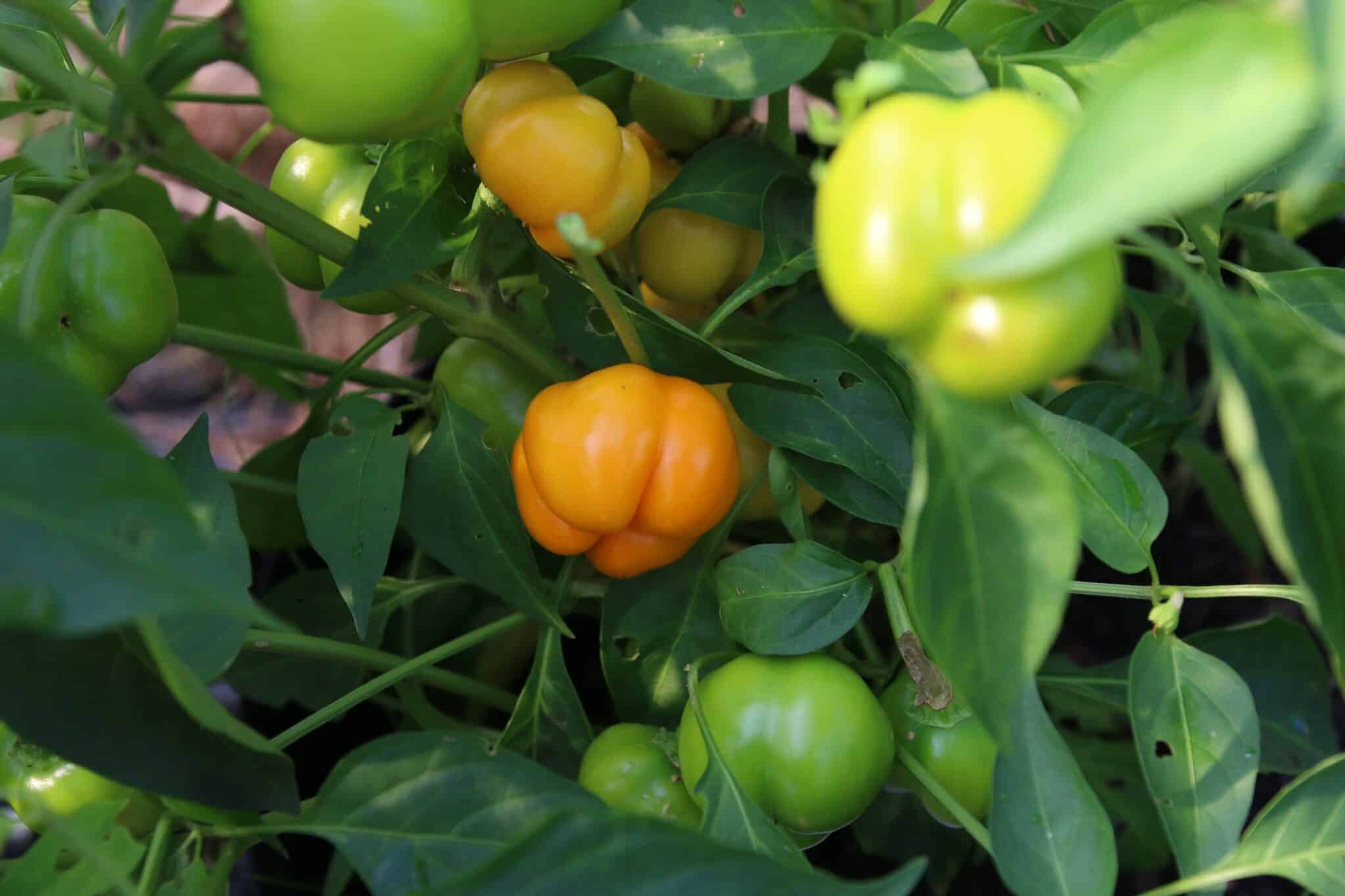 Sweet Julie - Svenskodlade chilifrön från Svenska Frön