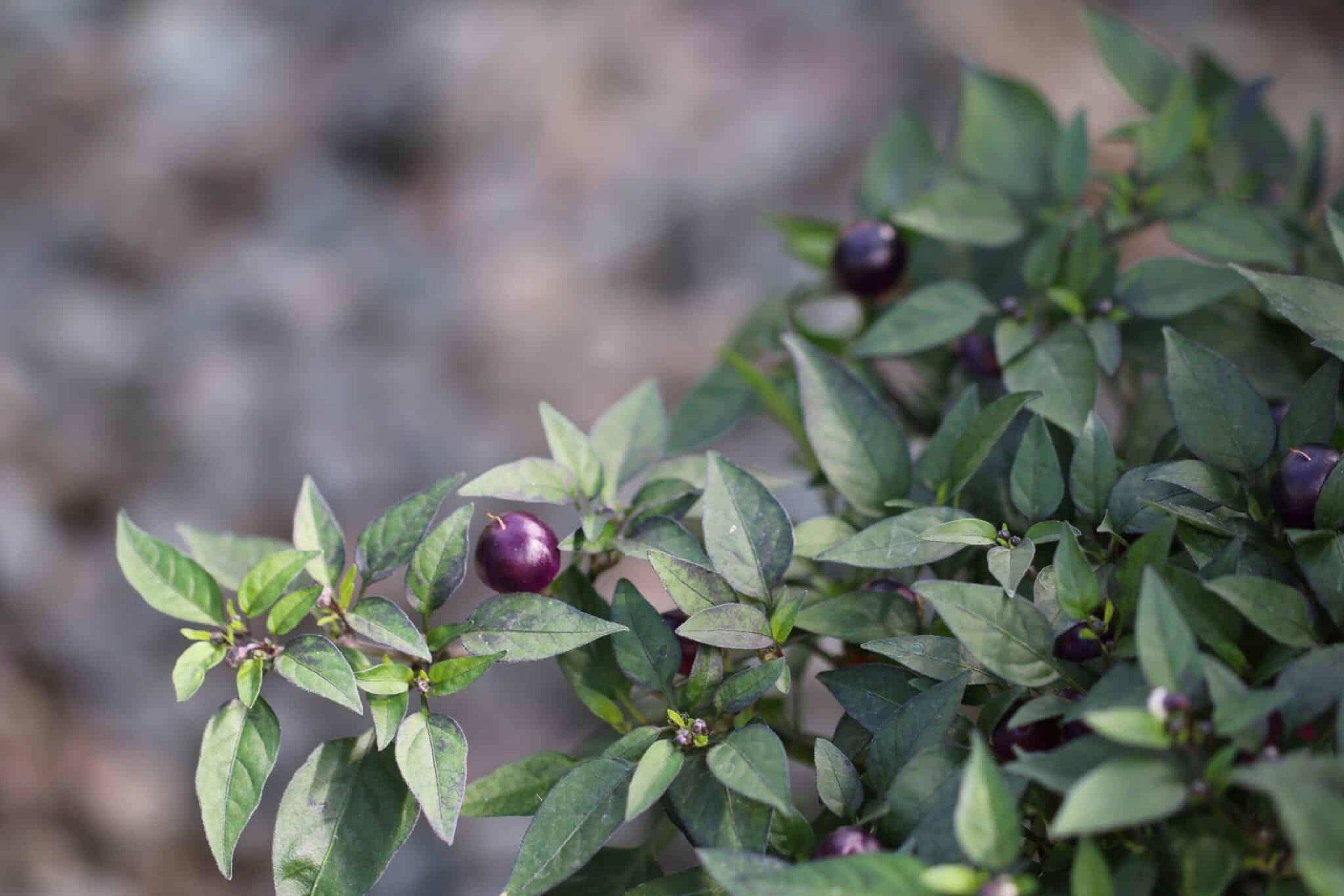 Pretty Purple miniatyrbild 2