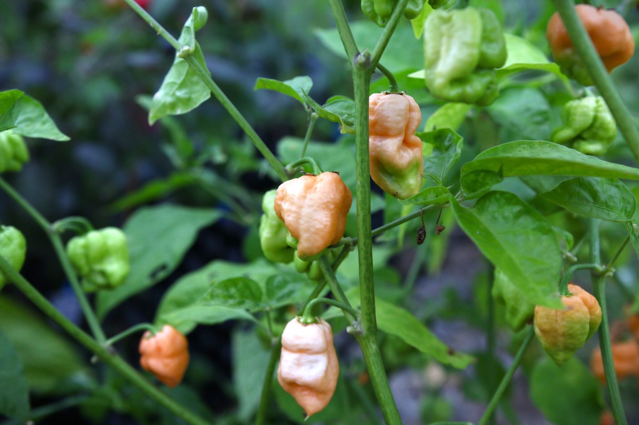 Köp Bane Strain Peach - Chilifrön online hos Svenska Frön Bane Strain Peach - Svenskodlade chilifrön från Svenska Frön