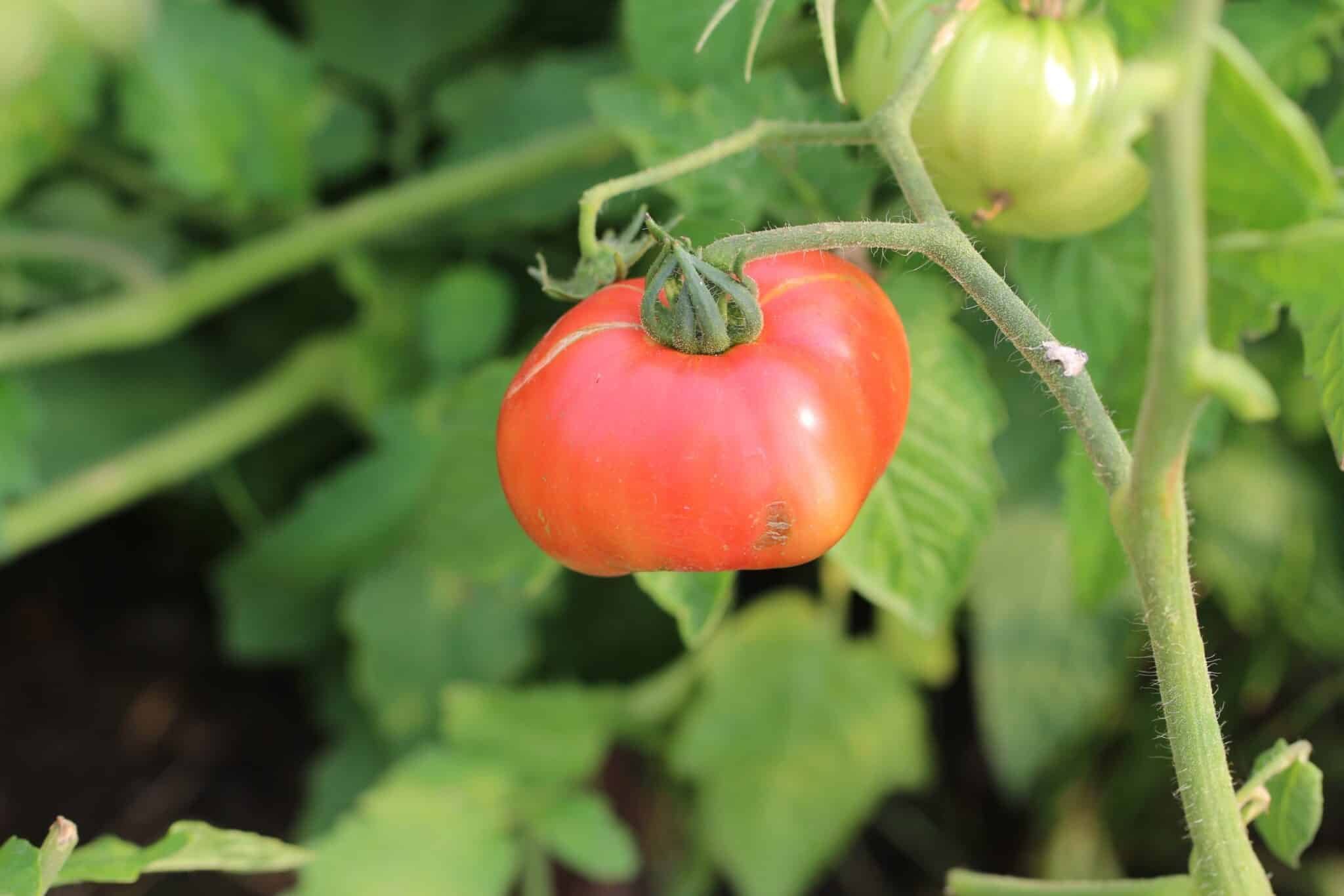 Köp German Giant - Tomatfrön online hos Chilifrön.se Stor rosa German Giant-bifftomat på vinstocken