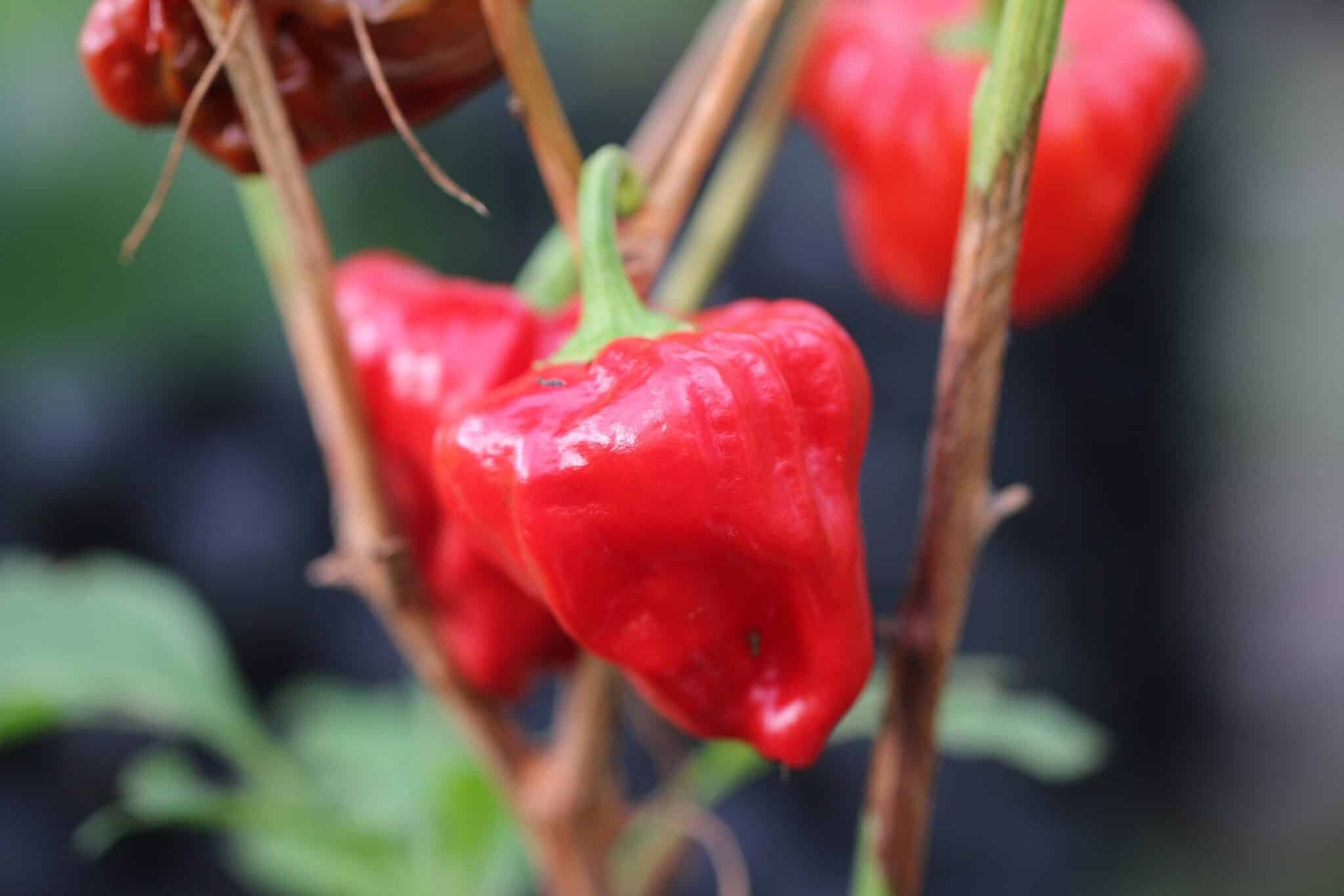 Köp Mushroom Red - Chilifrön online hos Svenska Frön Mushroom Red - Svenskodlade chilifrön från Svenska Frön
