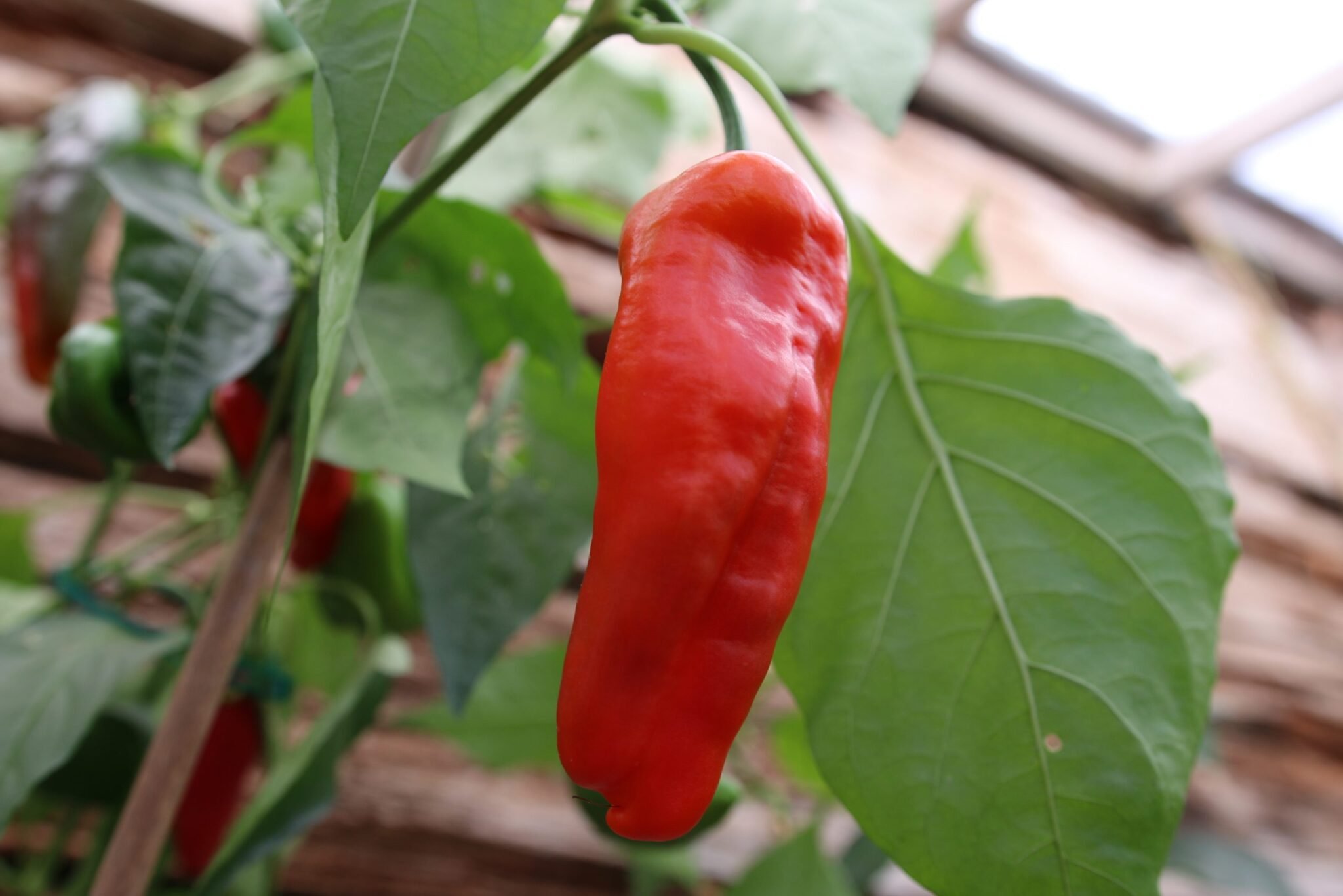 Köp Tapas - Chilifrön online hos Svenska Frön Tapas - Svenskodlade chilifrön från Svenska Frön