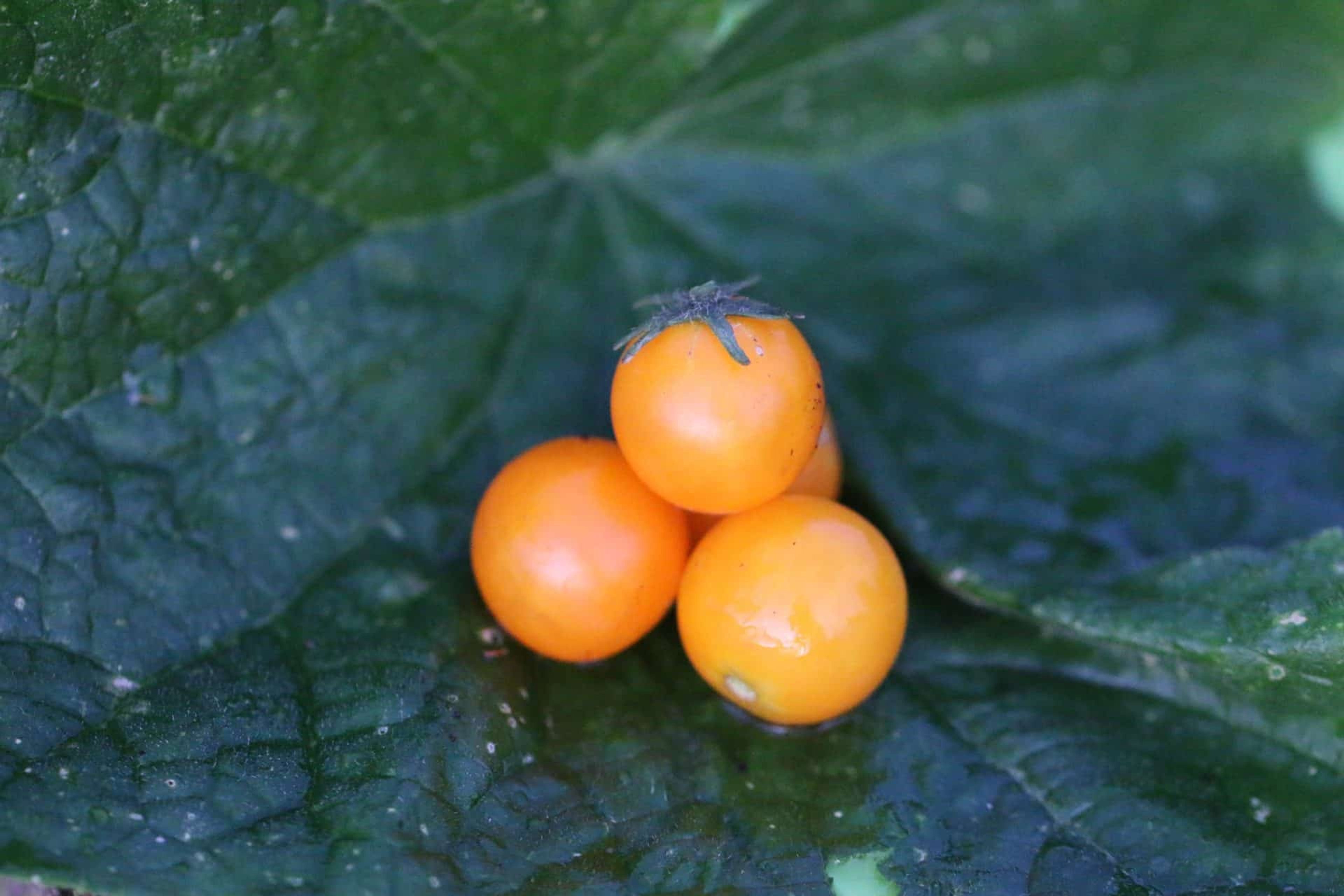 Venus - Svenskodlade tomatfrön från Svenska Frön