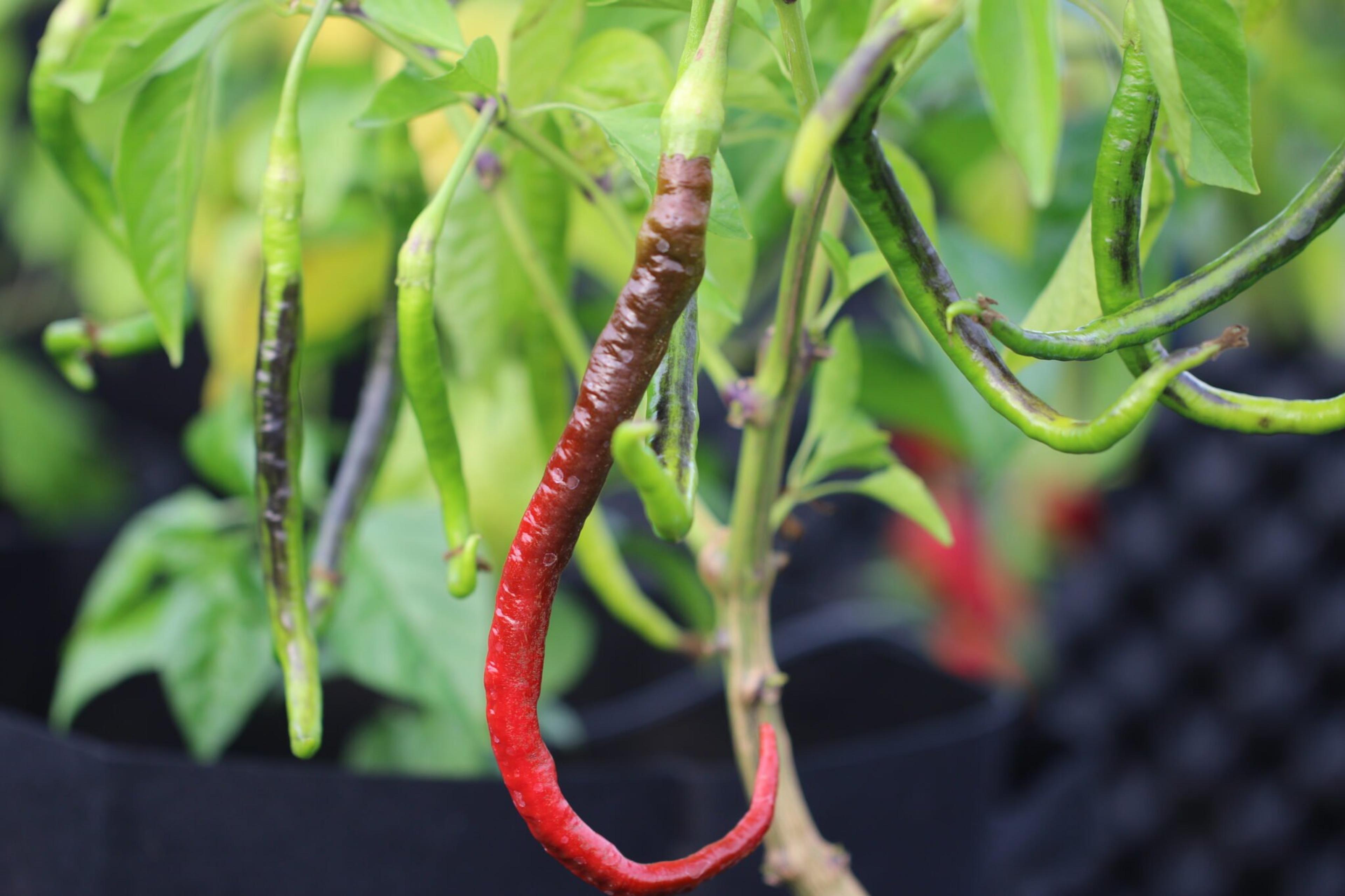 Joe´s Long Cayenne miniatyrbild 2