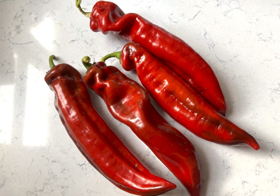 Köp Ramiro Bell Red - Chilifrön online hos Svenska Frön Ramiro Bell Red - Svenskodlade chilifrön från Svenska Frön