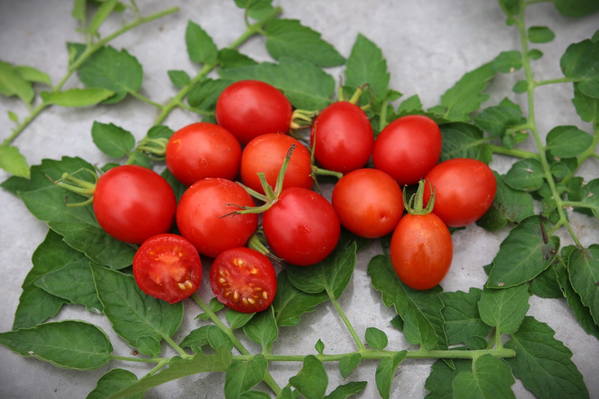 Köp Petite Poire - Tomatfrön online hos Svenska Frön Petite Poire - Svenskodlade tomatfrön från Svenska Frön