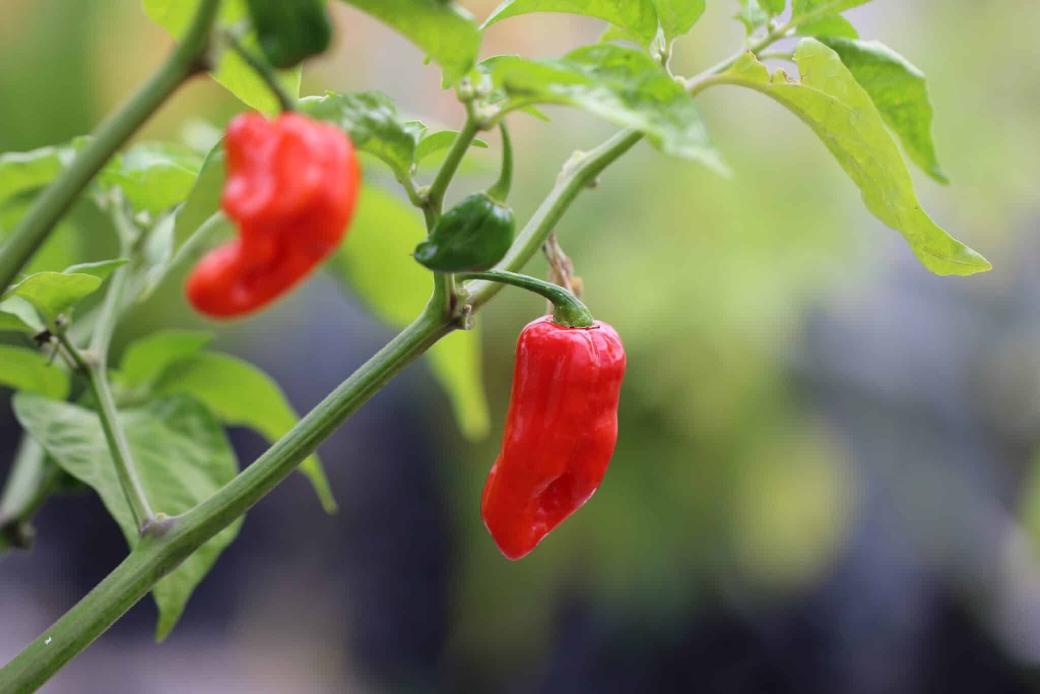 Köp Fatalii Gourmet Jigsaw - Chilifrön online hos Svenska Frön Fatalii Gourmet Jigsaw - Svenskodlade chilifrön från Svenska Frön