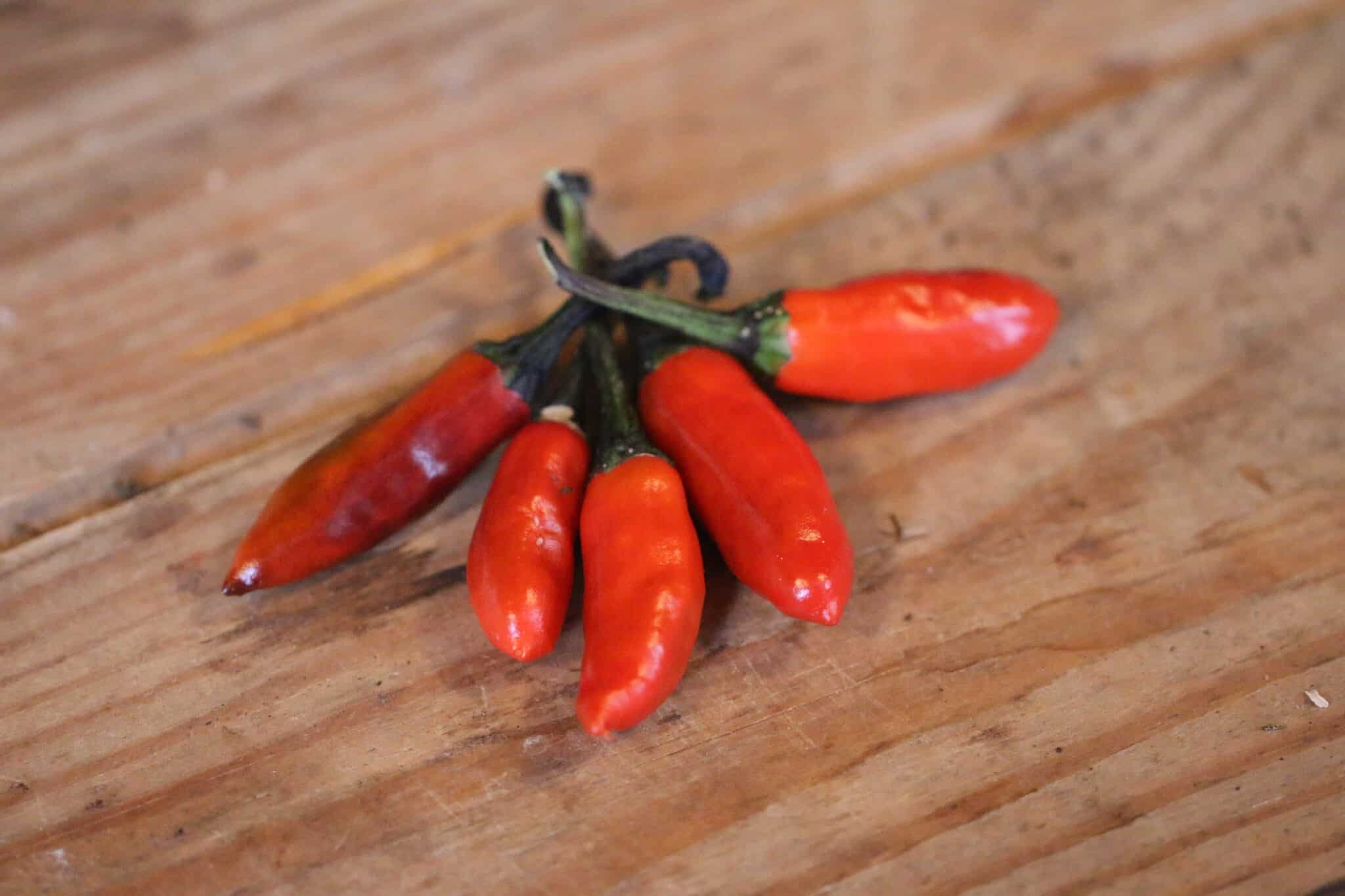 Köp Krishna Jolokia - Chilifrön online hos Svenska Frön Krishna Jolokia - Svenskodlade chilifrön från Svenska Frön