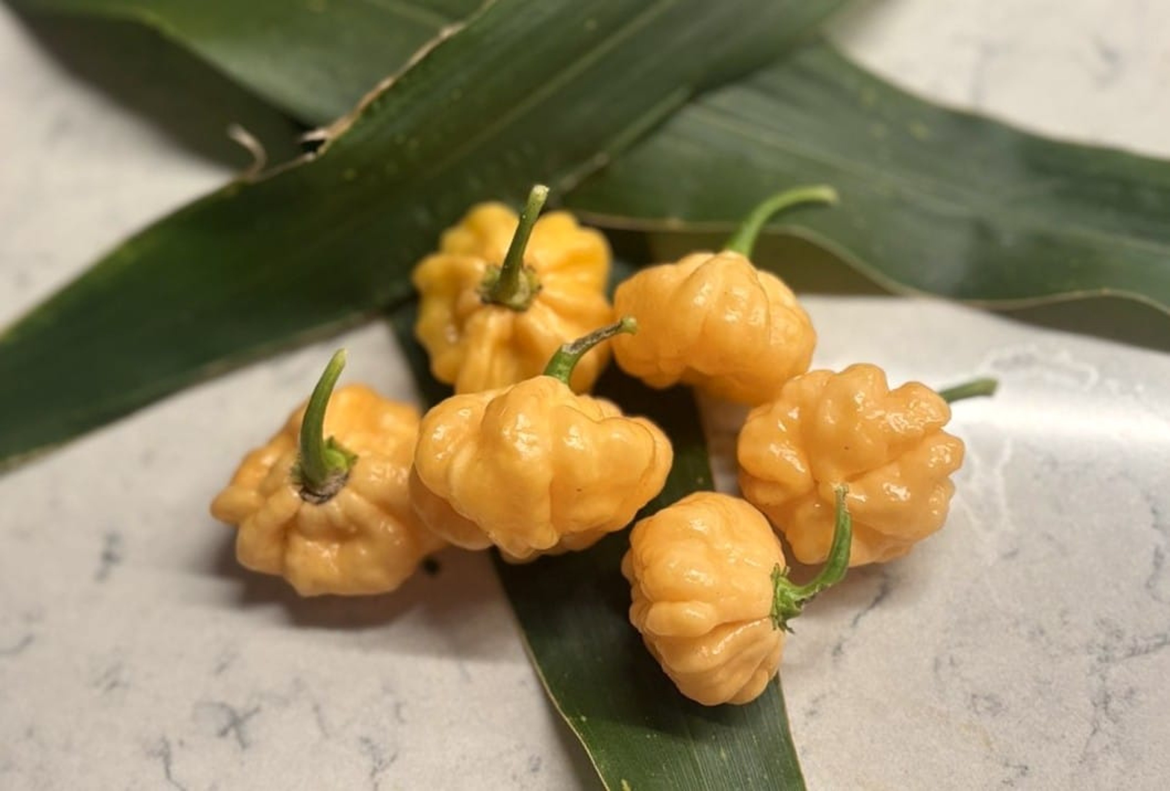 Goat Brains - Svenskodlade chilifrön från Svenska Frön