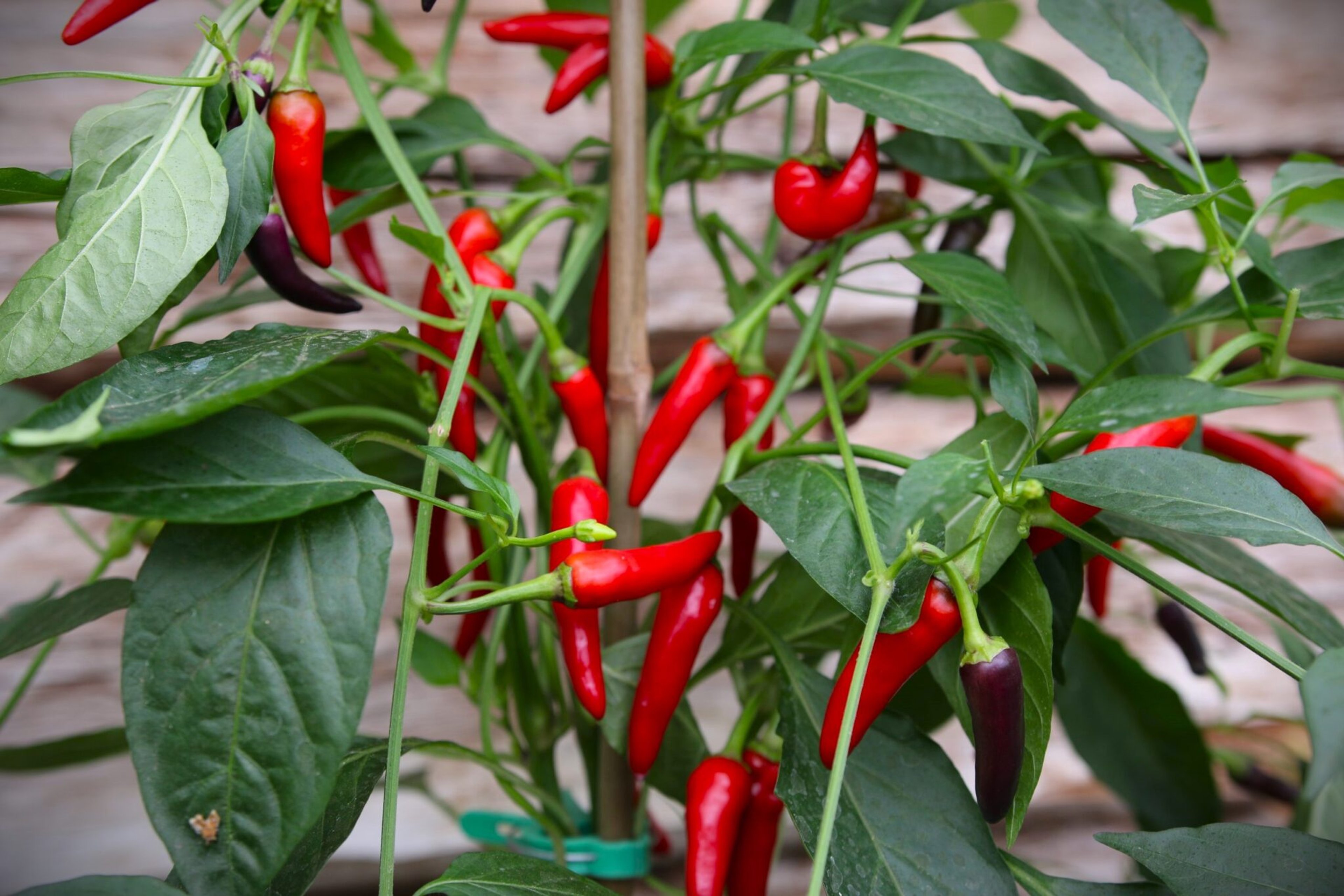 Gusto Purple - Svenskodlade chilifrön från Svenska Frön