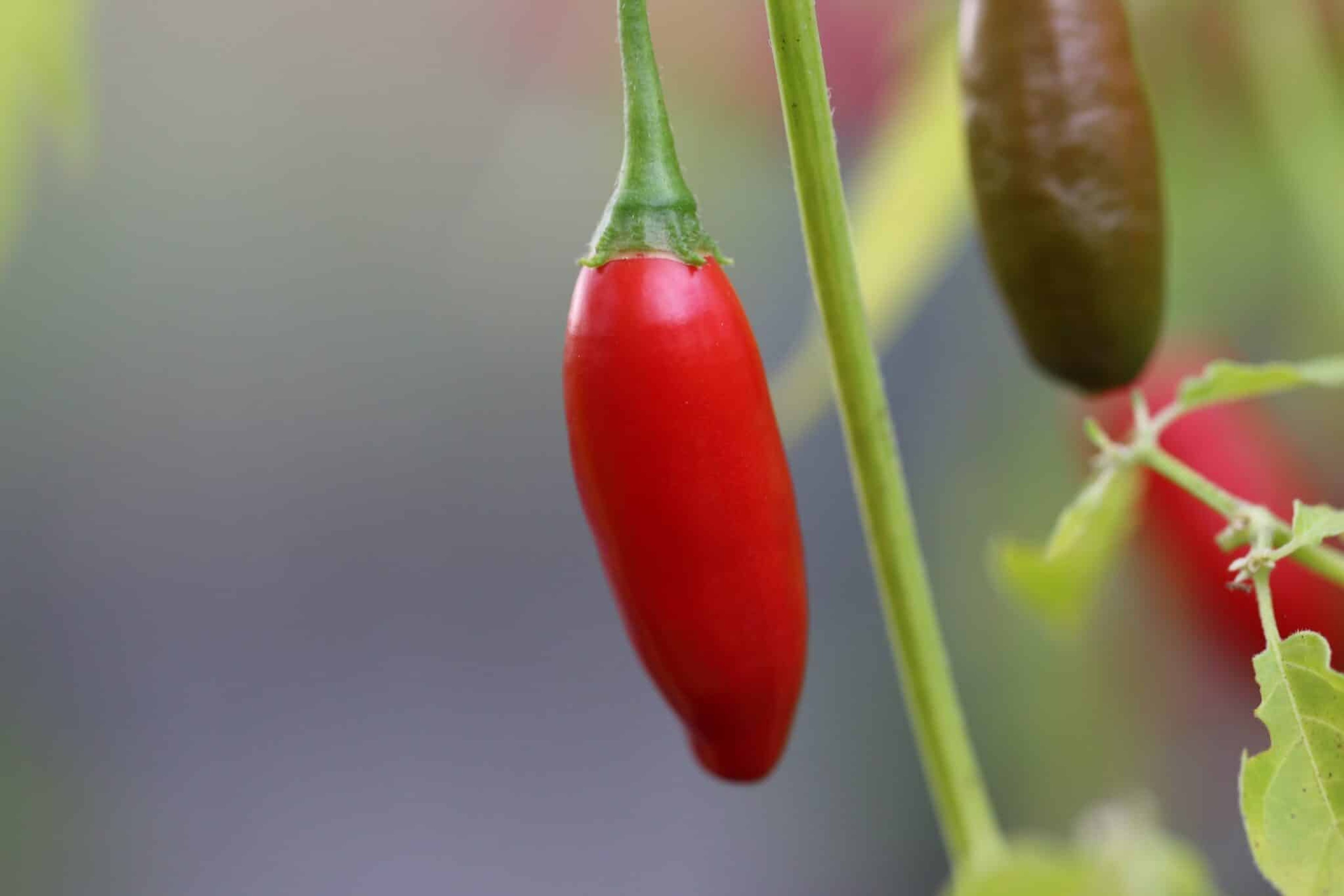 PI 260560 - Svenskodlade chilifrön från Svenska Frön