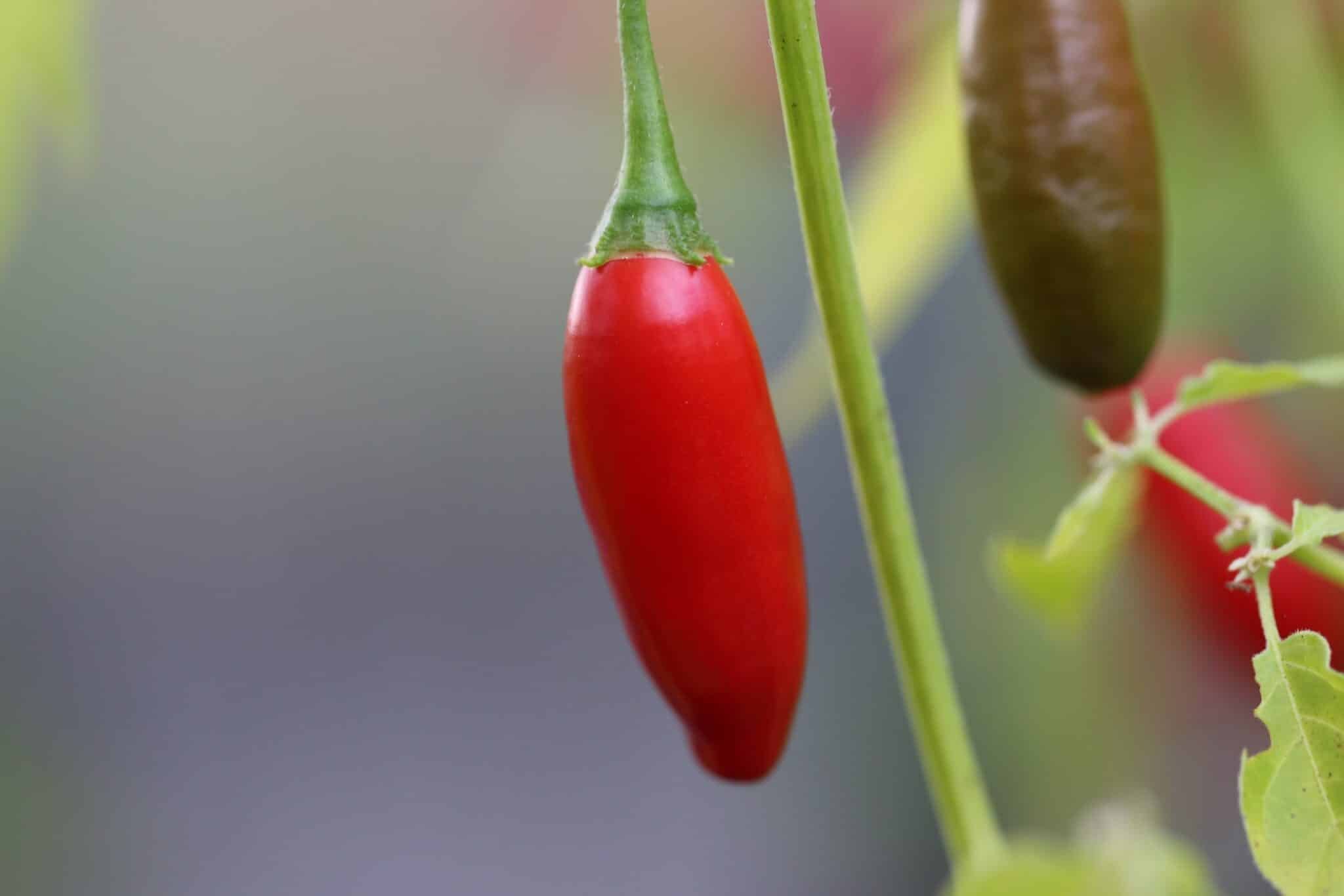 Köp PI 260560 - Chilifrön online hos Svenska Frön PI 260560 - Svenskodlade chilifrön från Svenska Frön