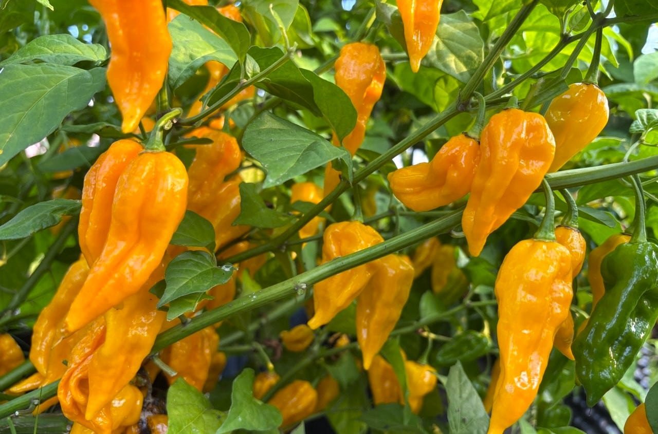 Köp Fatalii - Chilifrön online hos Svenska Frön Fatalii - Svenskodlade chilifrön frÄn Svenska Frön