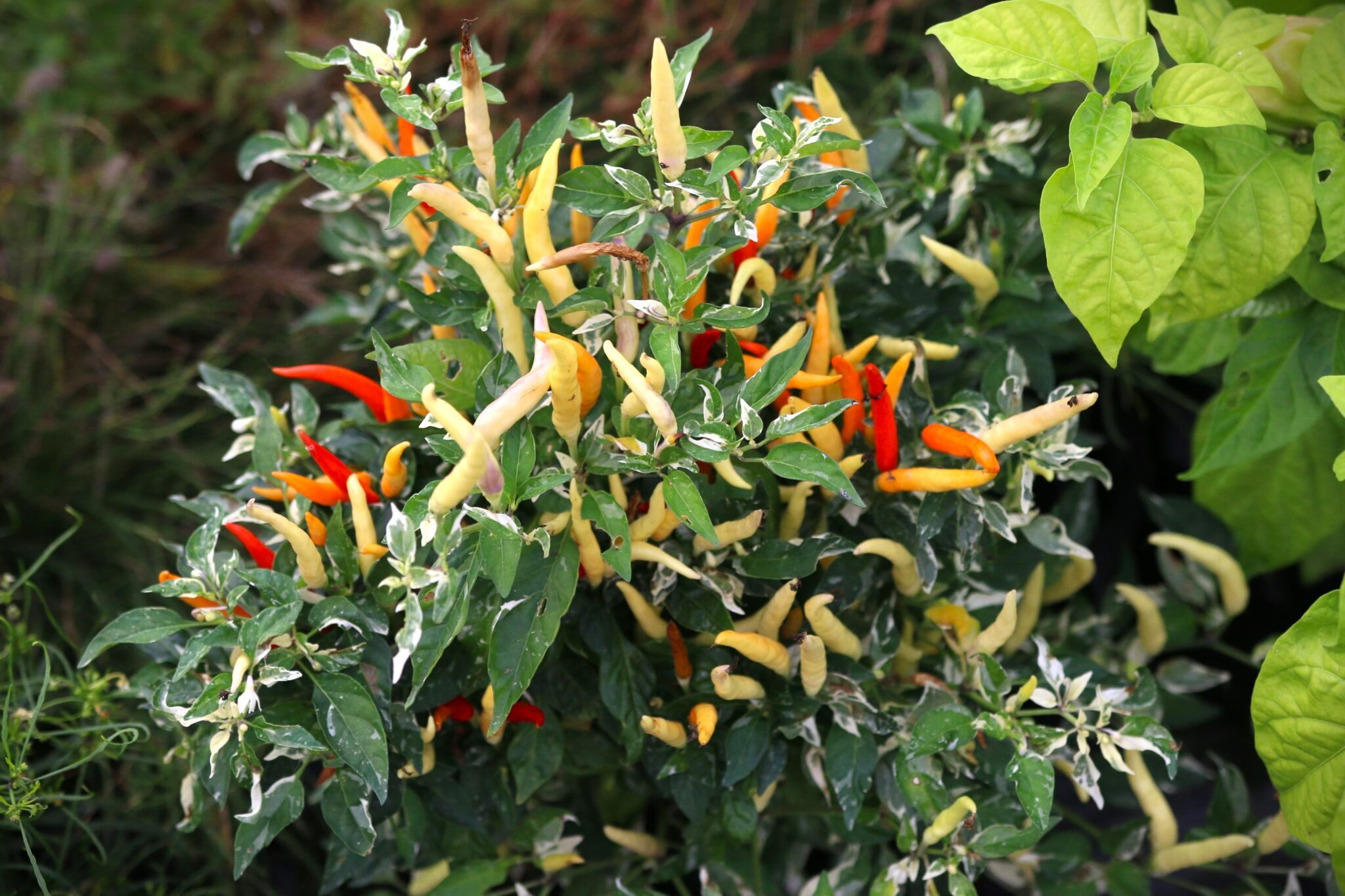 Köp Hot Palette - Chilifrön online hos Svenska Frön Hot Palette - Svenskodlade chilifrön från Svenska Frön