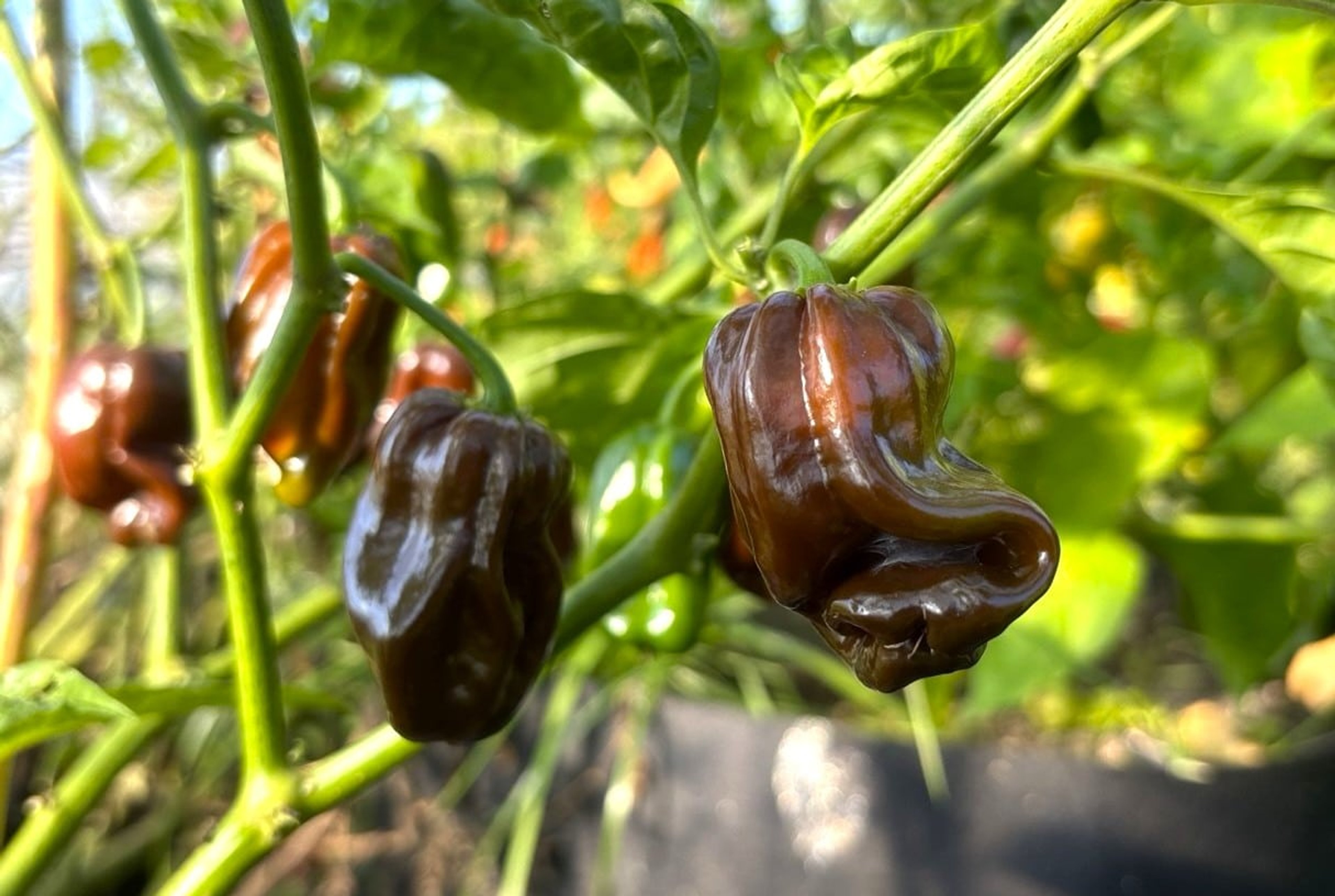 Jamaican Hot Chocolate - Svenskodlade chilifrön från Svenska Frön