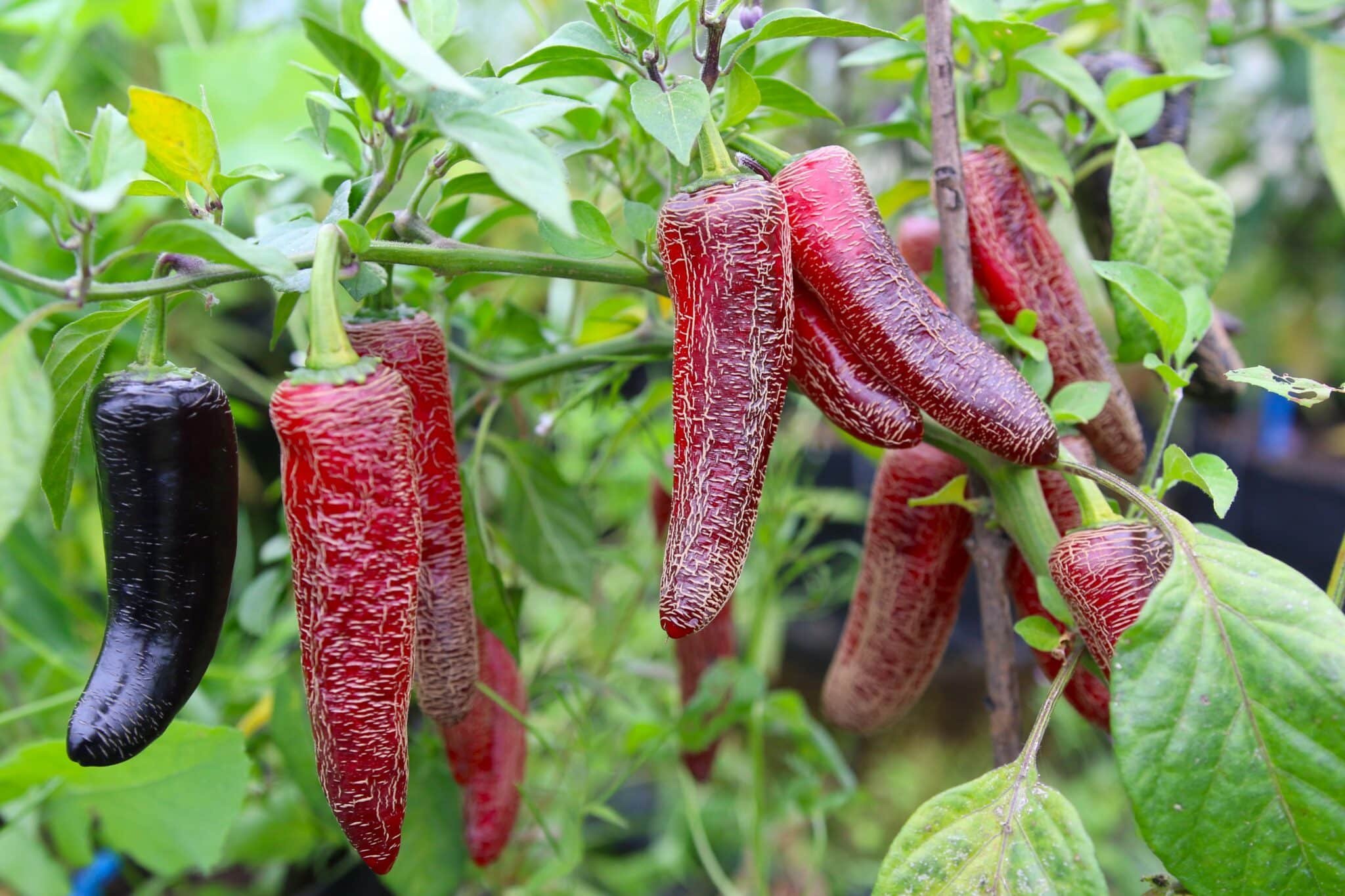 Köp Jalapeno Black - Chilifrön online hos Chilifrön.se Jalapeno Black
