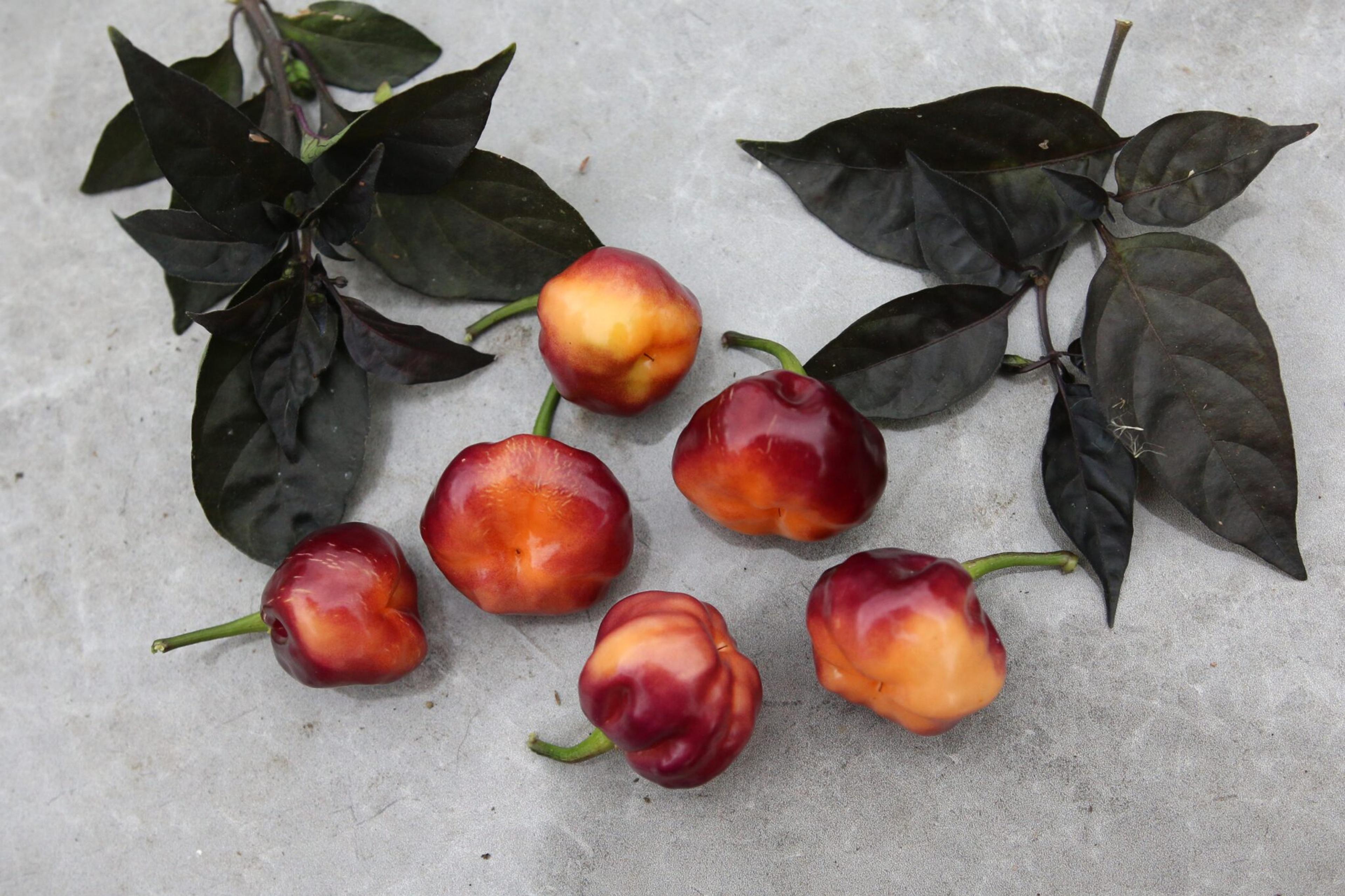 CGN 21500 miniatyrbild 1