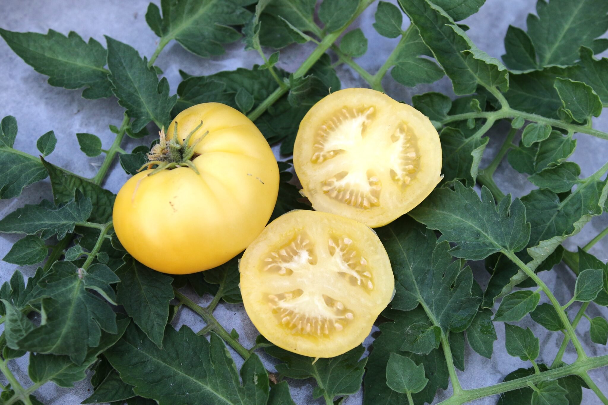 Köp Citron Compact - Tomatfrön online hos Svenska Frön Citron Compact - Svenskodlade tomatfrön från Svenska Frön