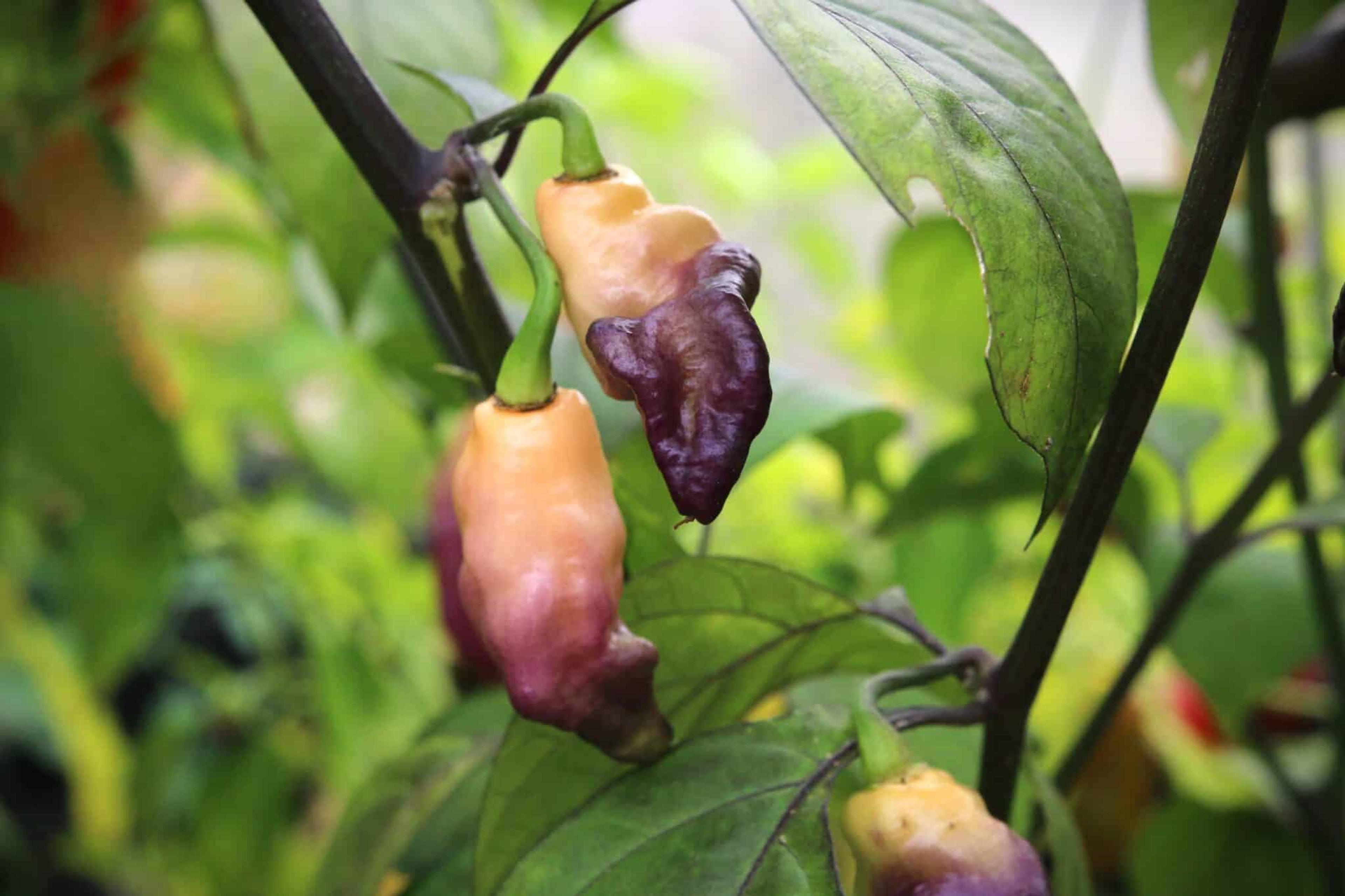 Pink Tiger miniatyrbild 1