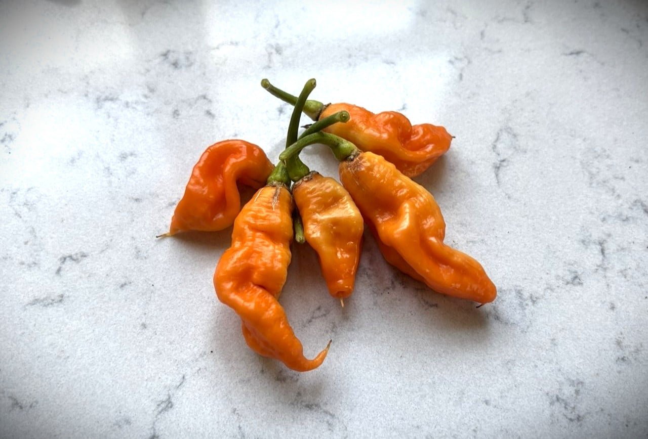 Köp Rhino - Chilifrön online hos Svenska Frön Rhino - Svenskodlade chilifrön från Svenska Frön